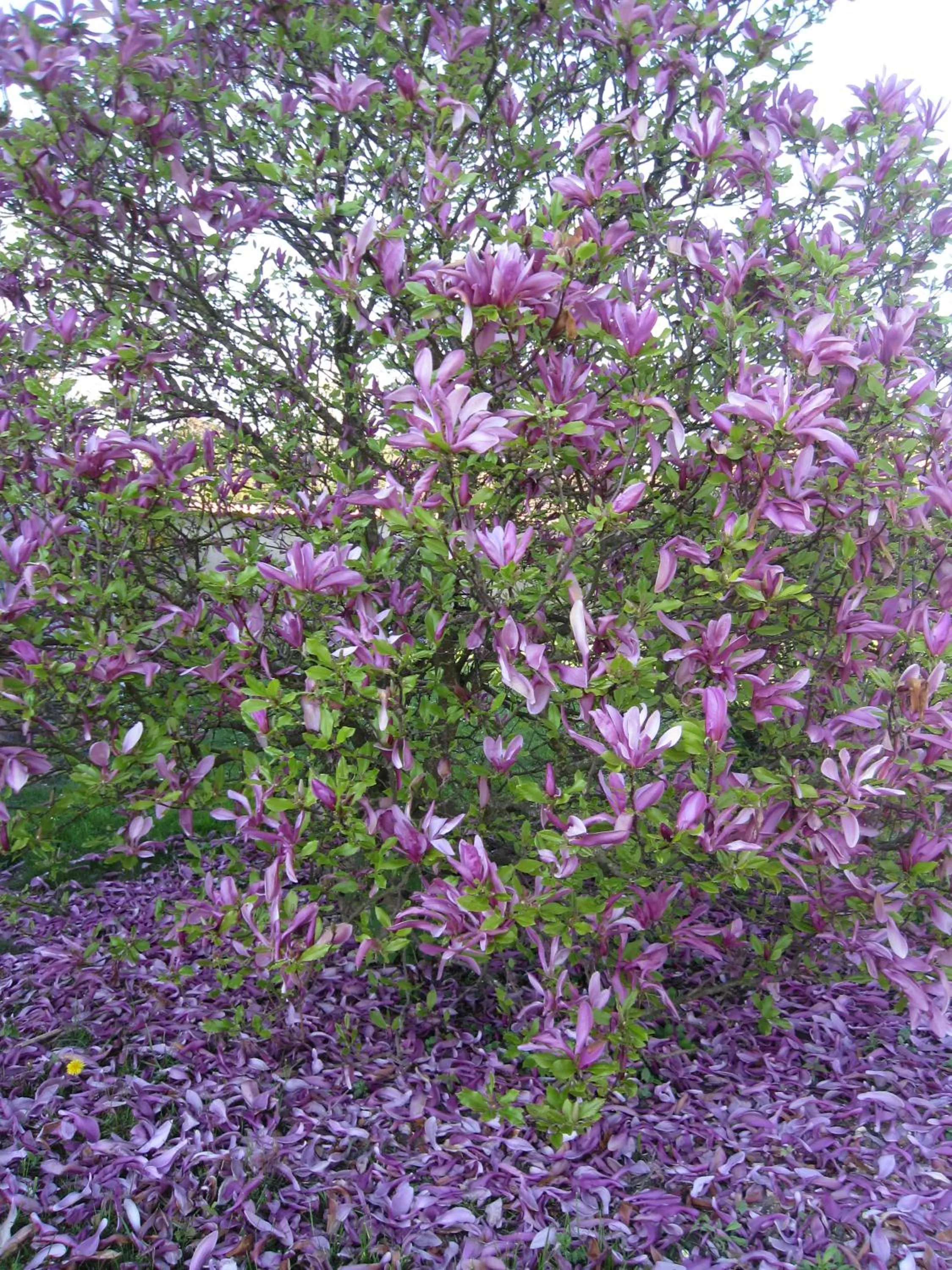 Garden in La Coutrotte Becquine