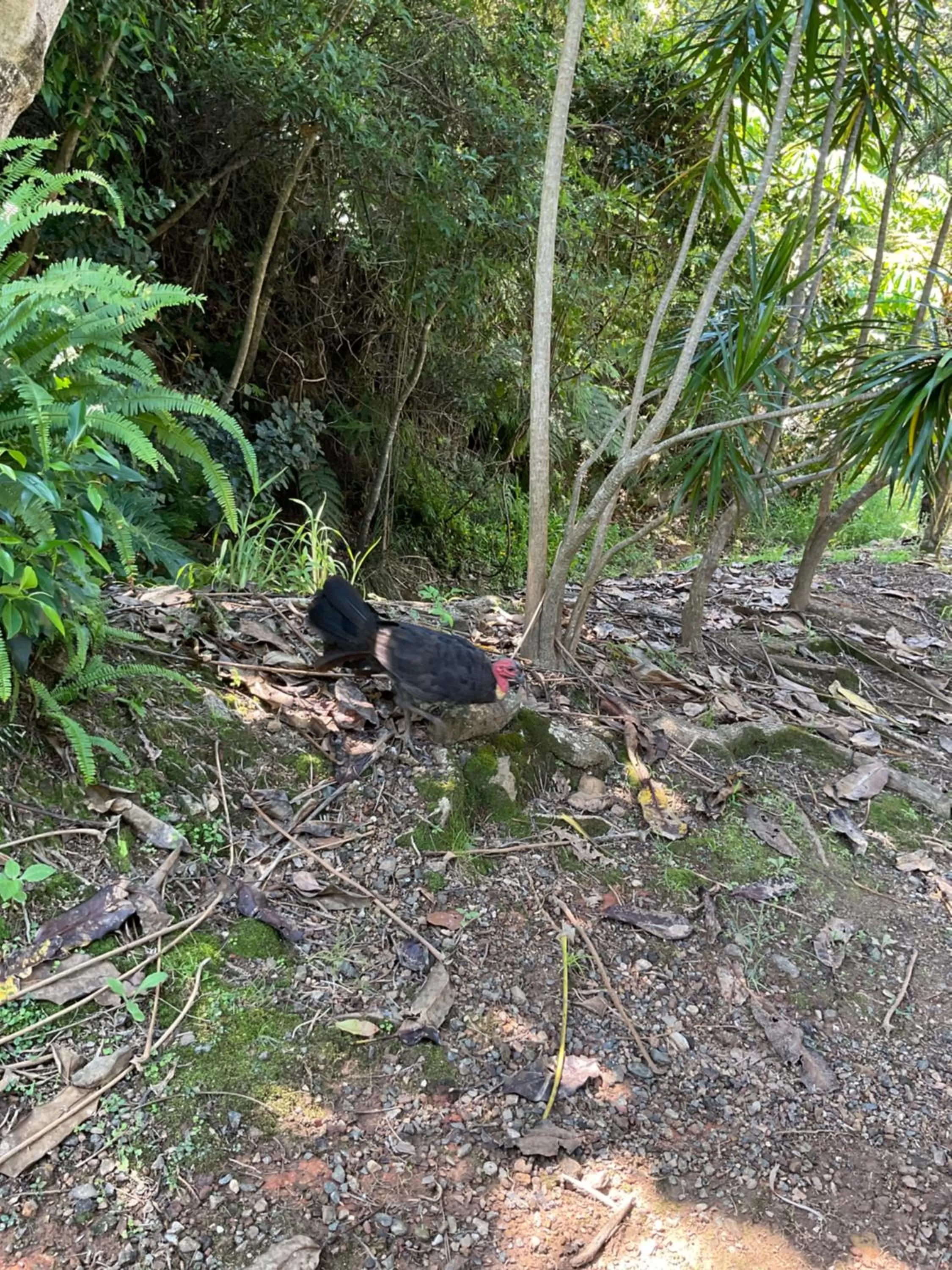 Other Animals in Private Suite Nautilus Beach Front Resort