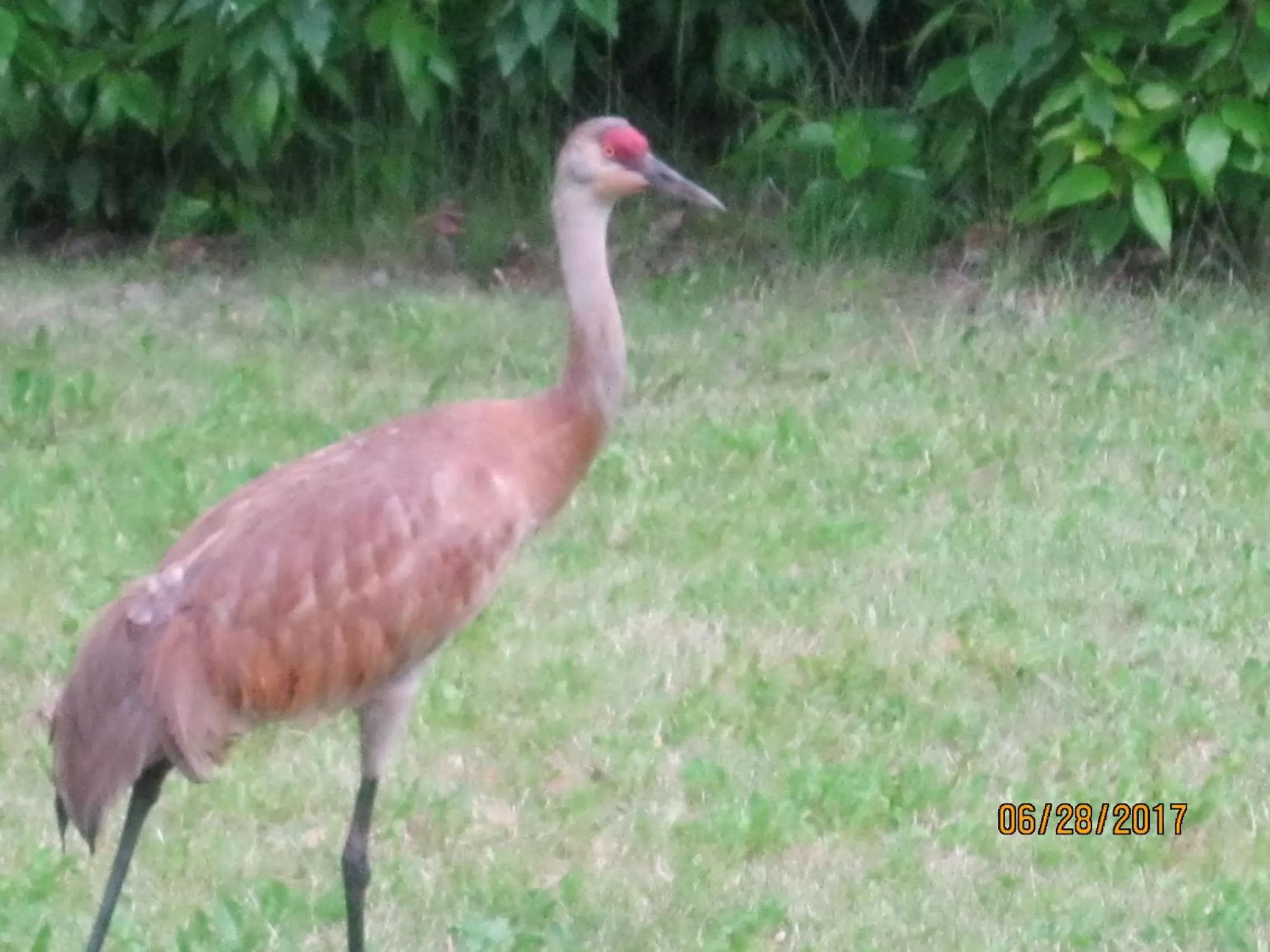 Animals, Other Animals in Whispering Winds Retreat B&B