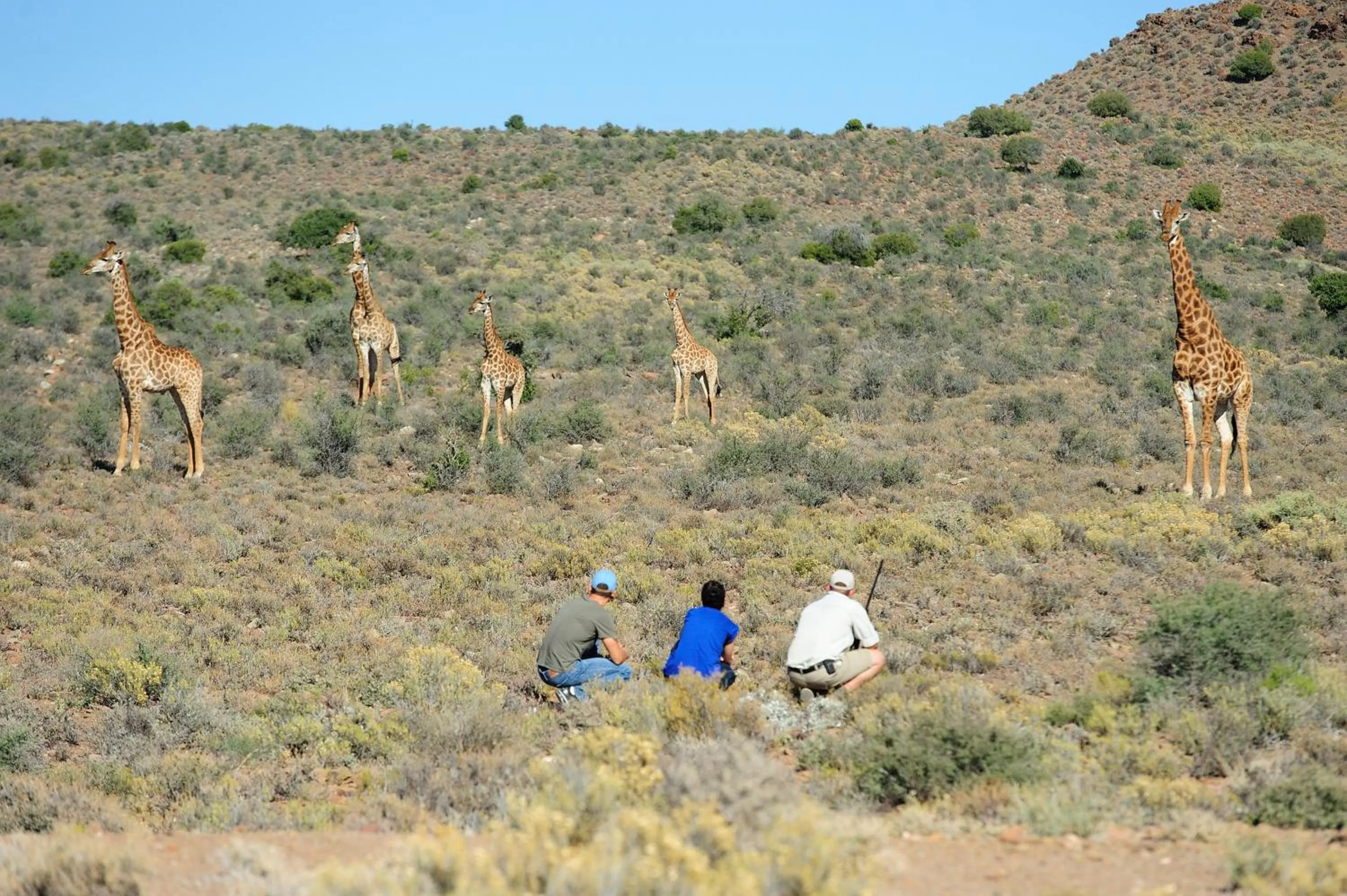 Animals in Sanbona Wildlife Reserve
