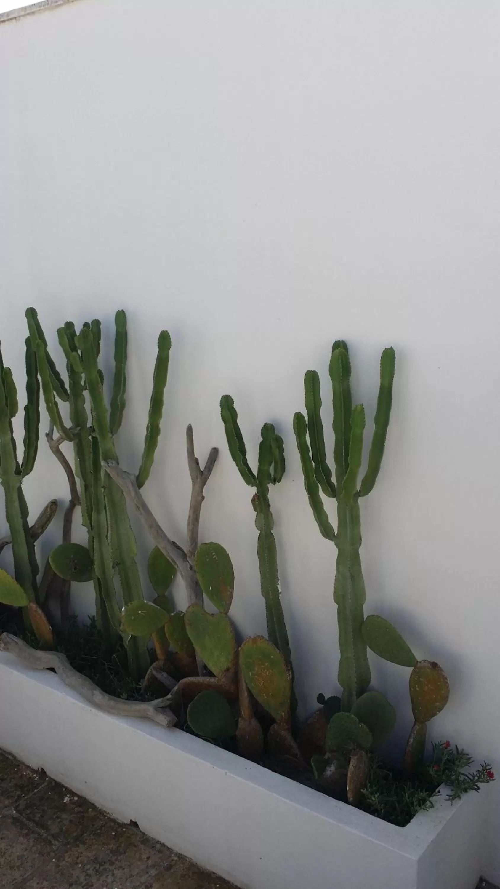 Property building in Corte Moline