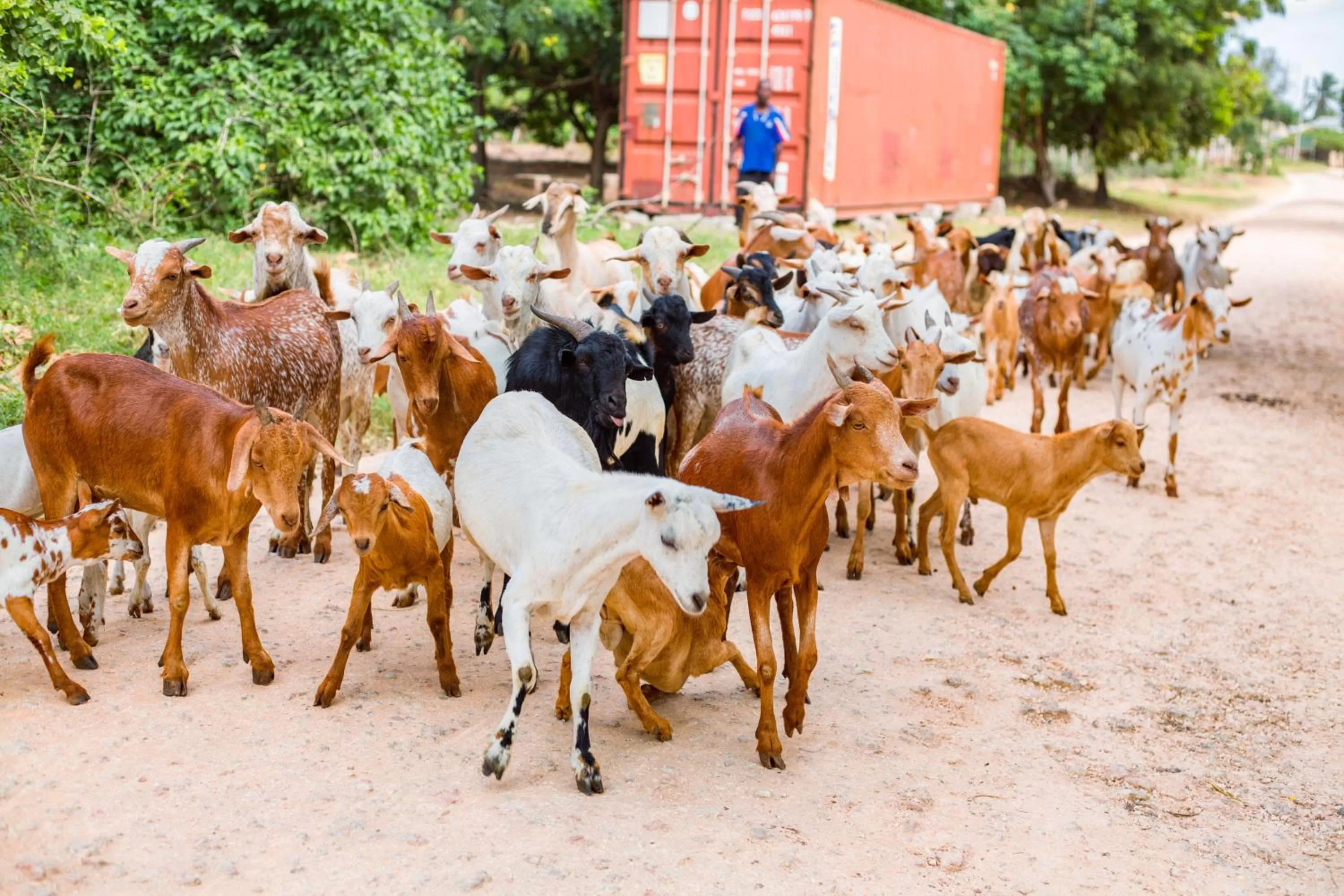 Animals, Other Animals in Mikoko Beach & Cottages