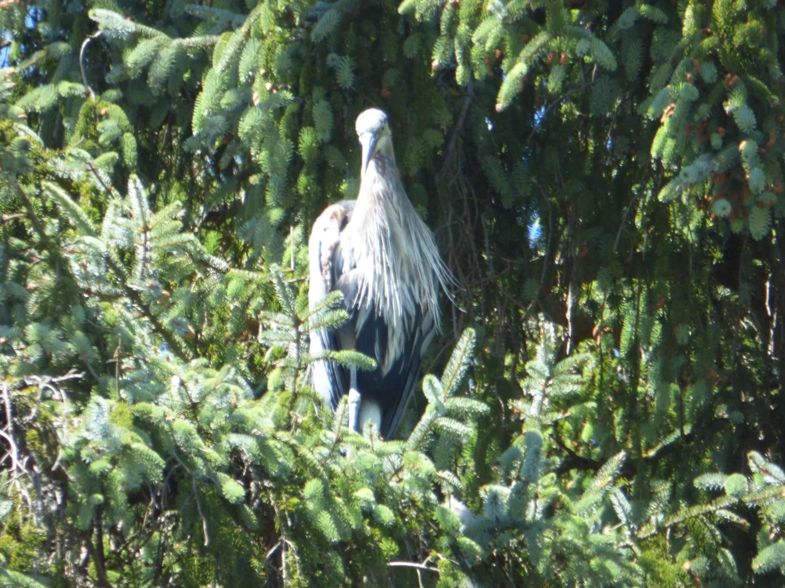 Animals in Sheltered Nook On Tillamook Bay