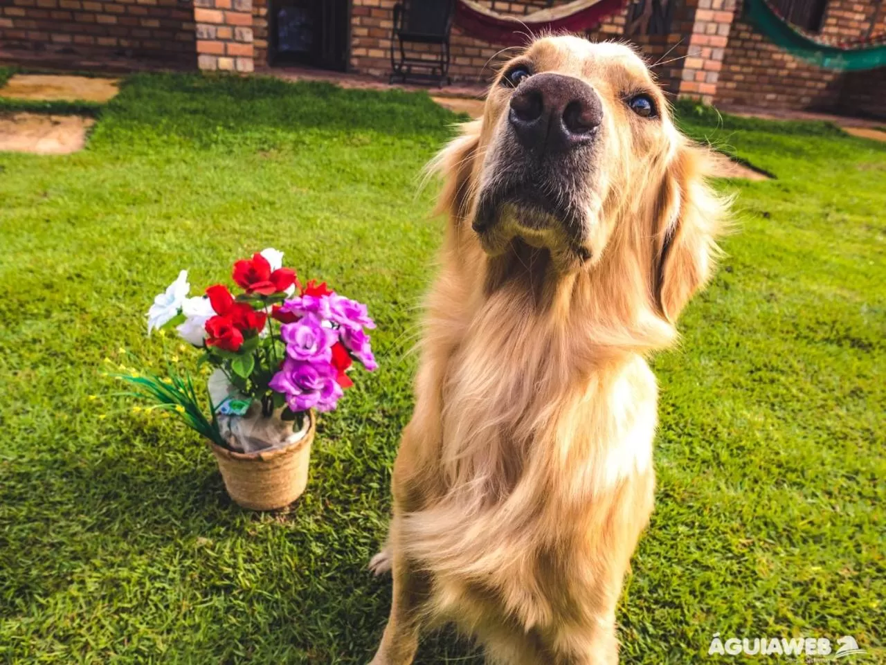 Animals, Pets in Pousada Da Bell