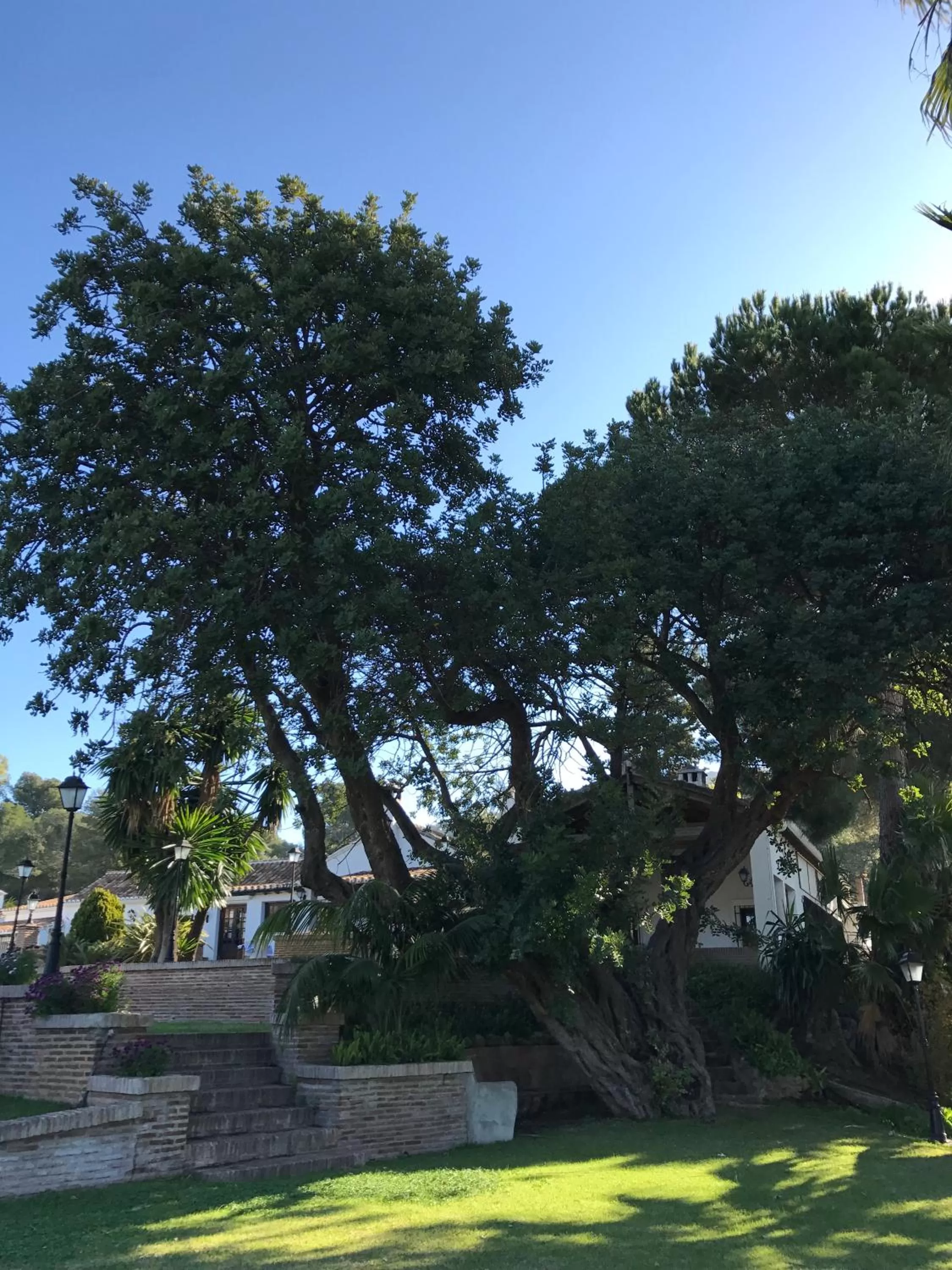 Garden in Alhaurin Golf Hotel