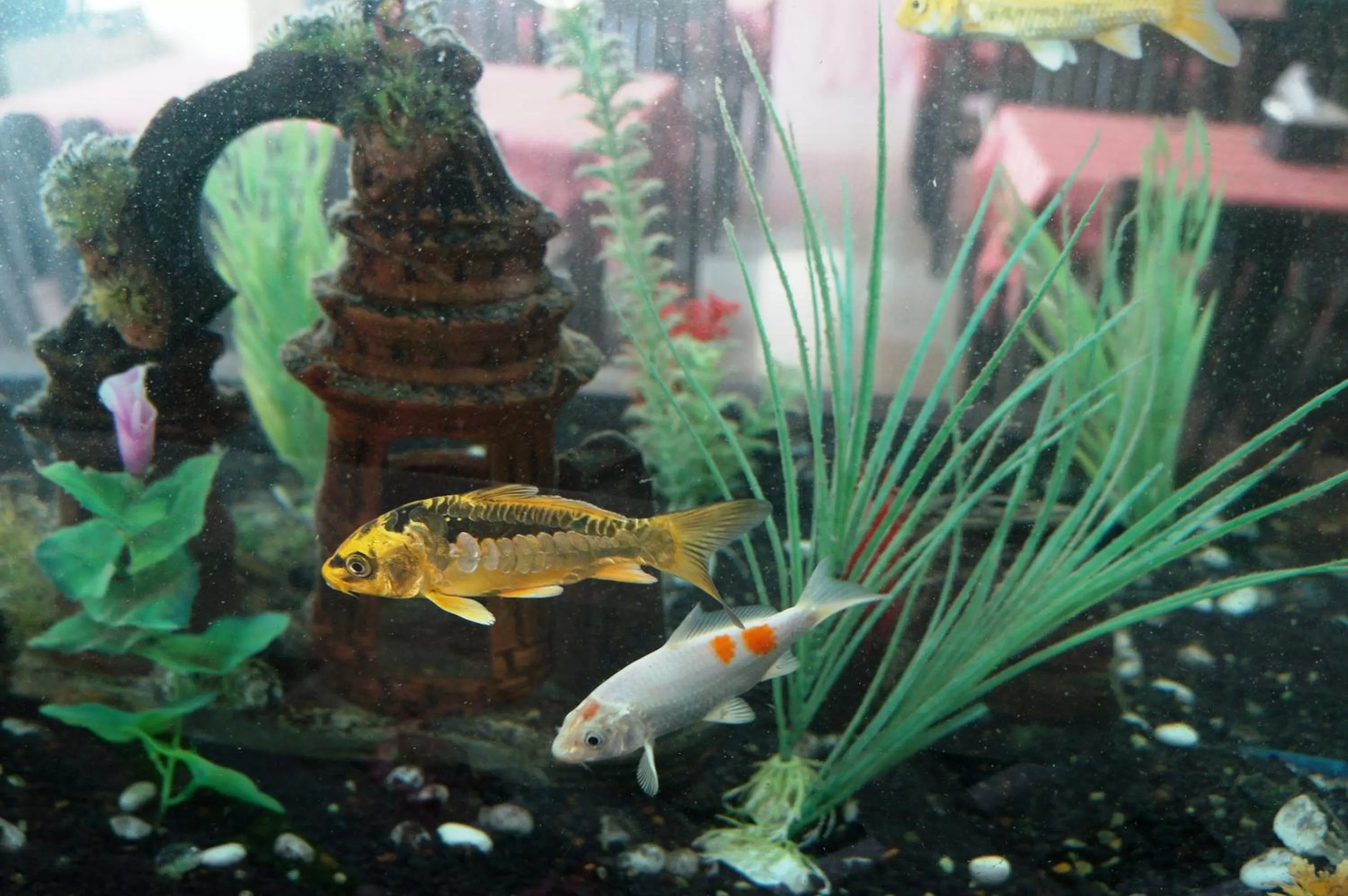 Animals in Noble Place Chiangmai