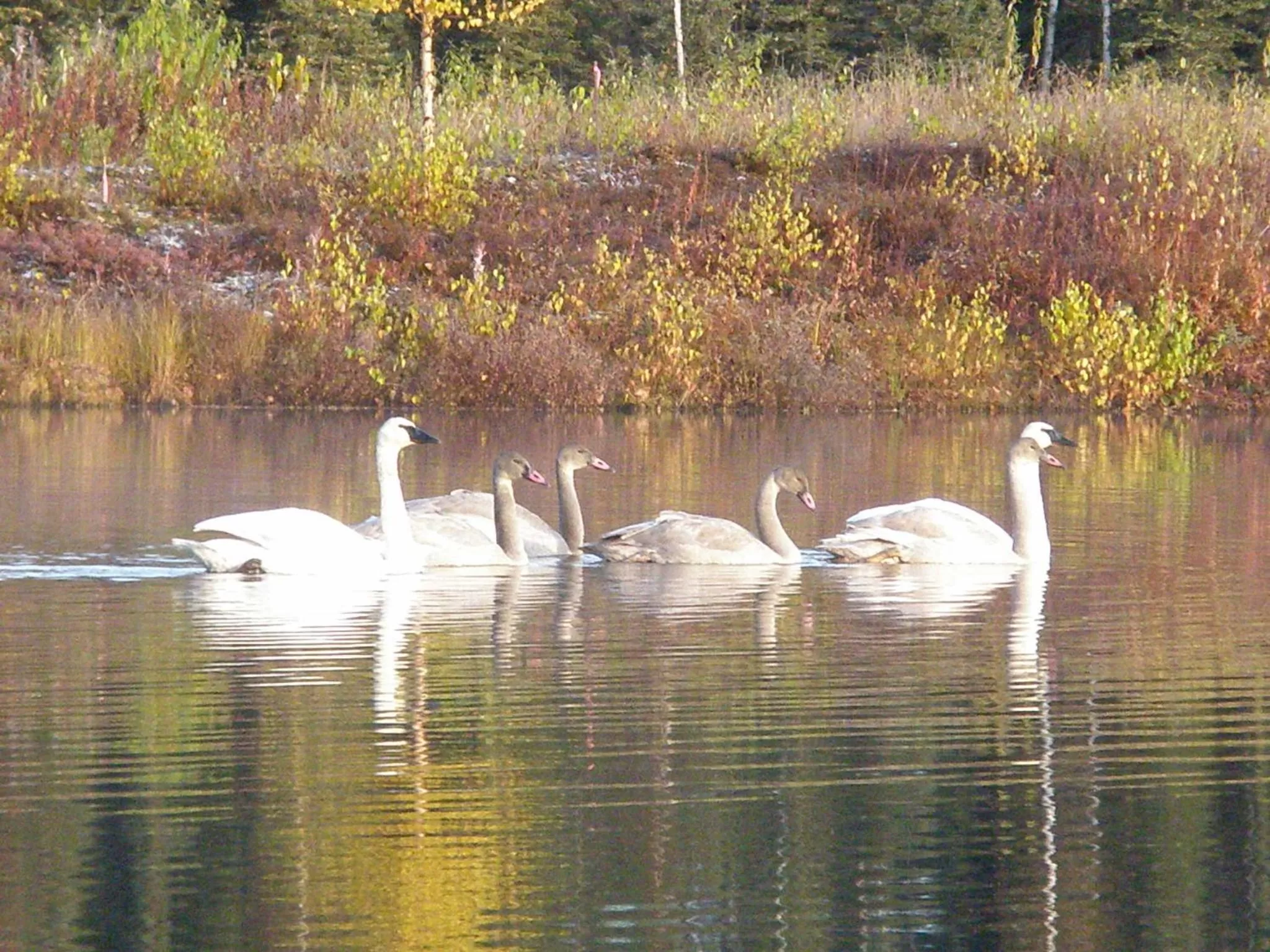 Property building, Other Animals in Talkeetna Lakeside Cabins