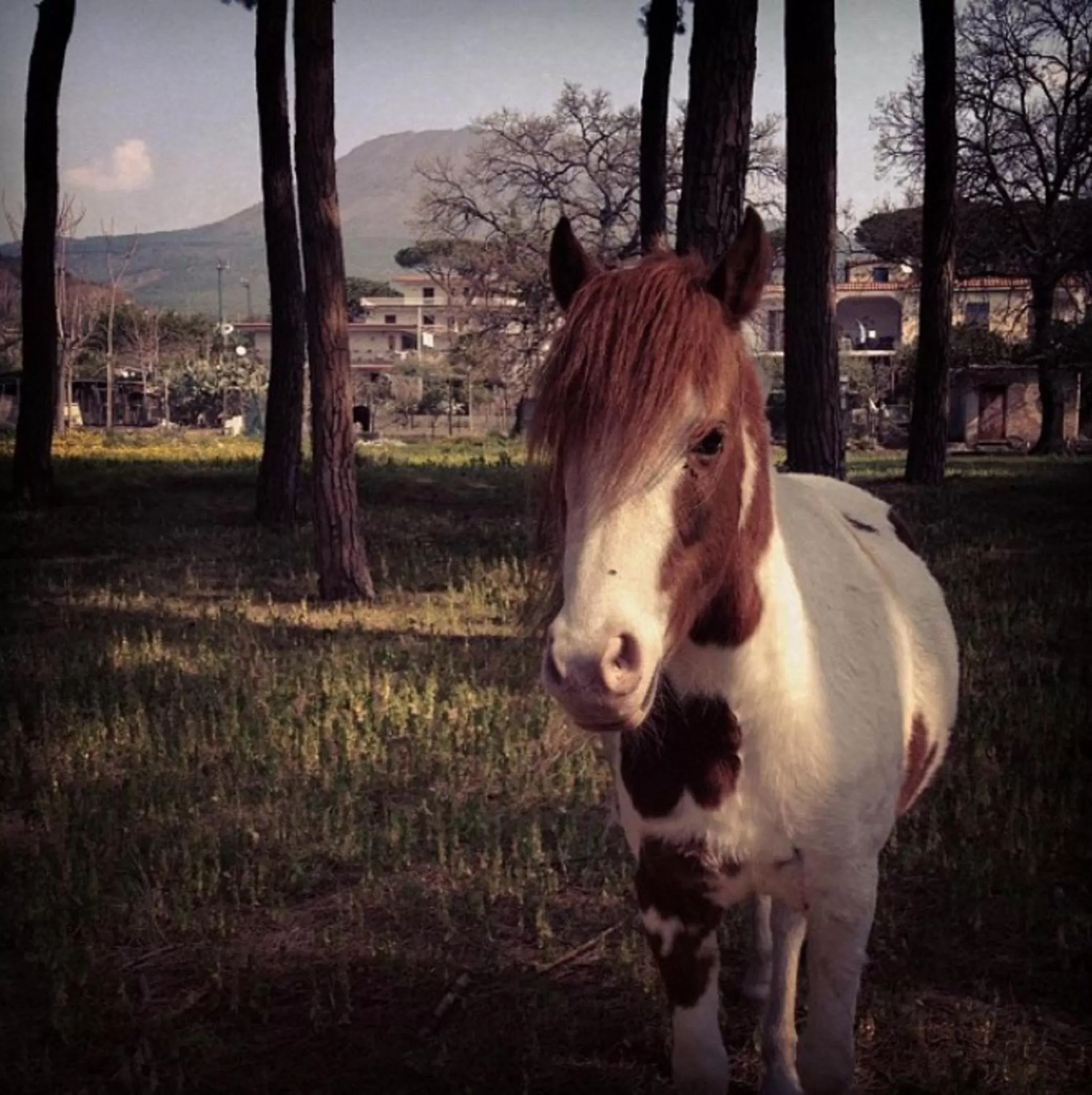 Other, Other Animals in Al Corbezzolo
