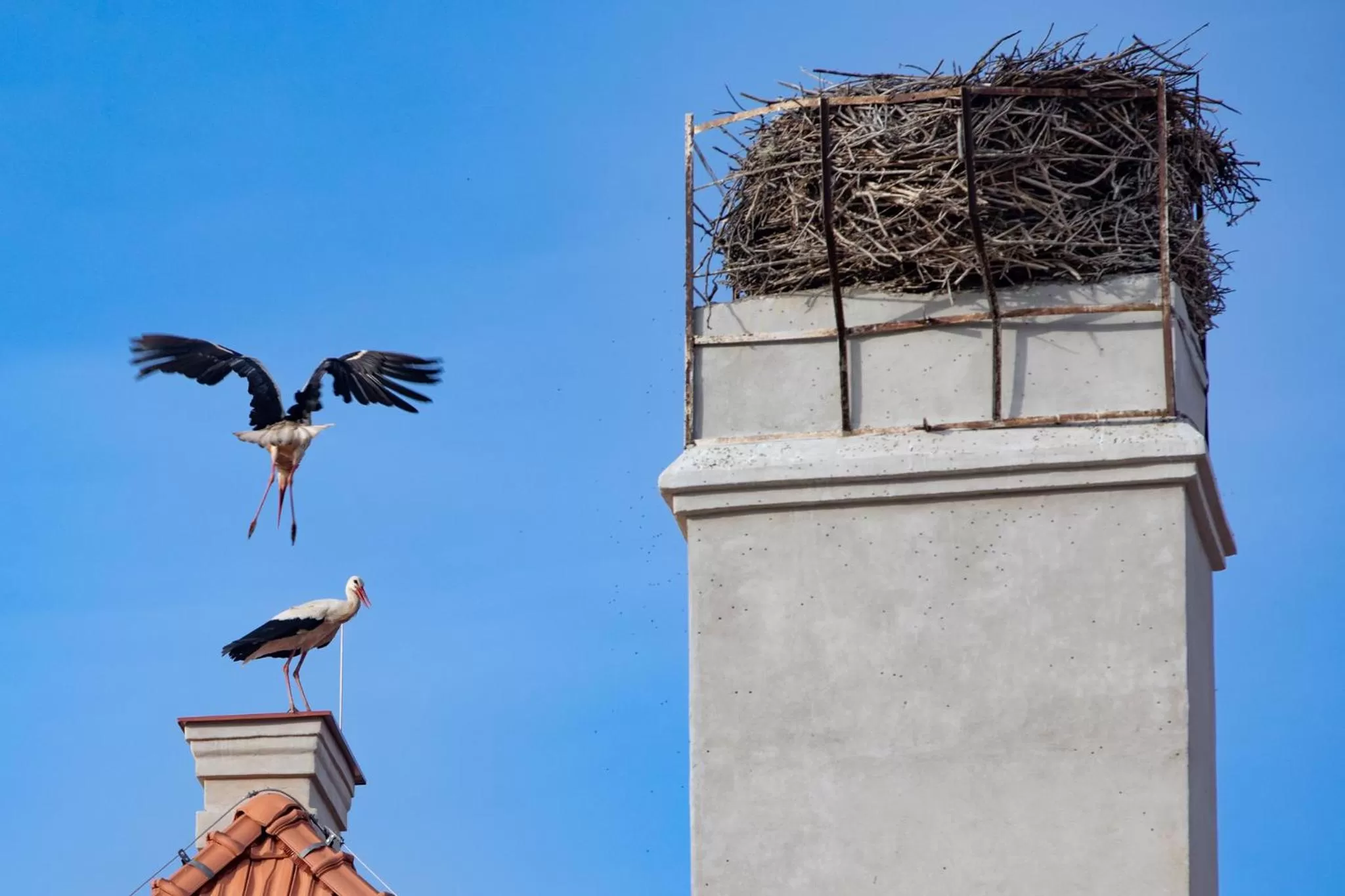 Residence Safari Resort - Bison Lodge