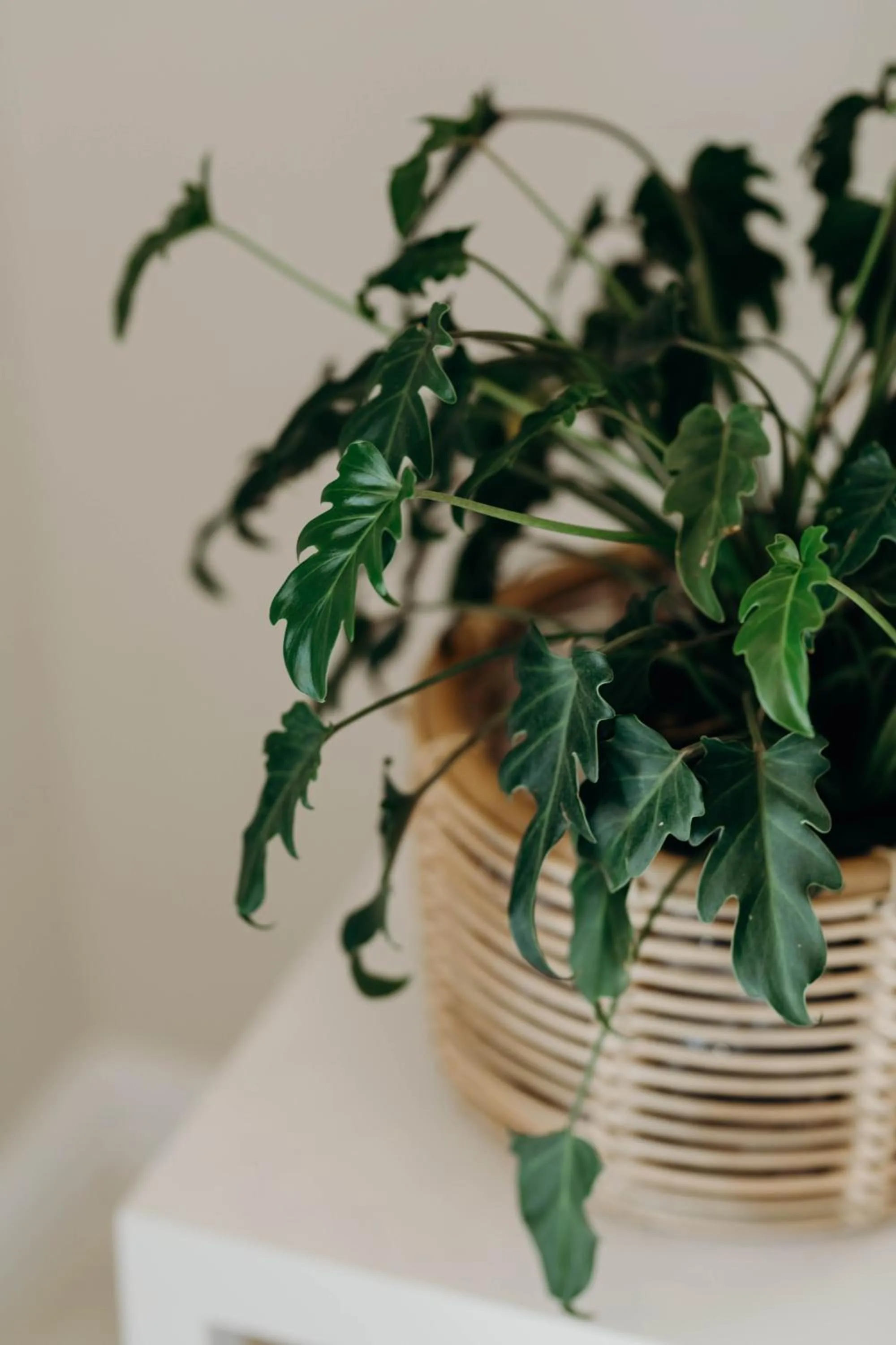 Decorative detail in The Robberg Beach Lodge - Lion Roars Hotels & Lodges