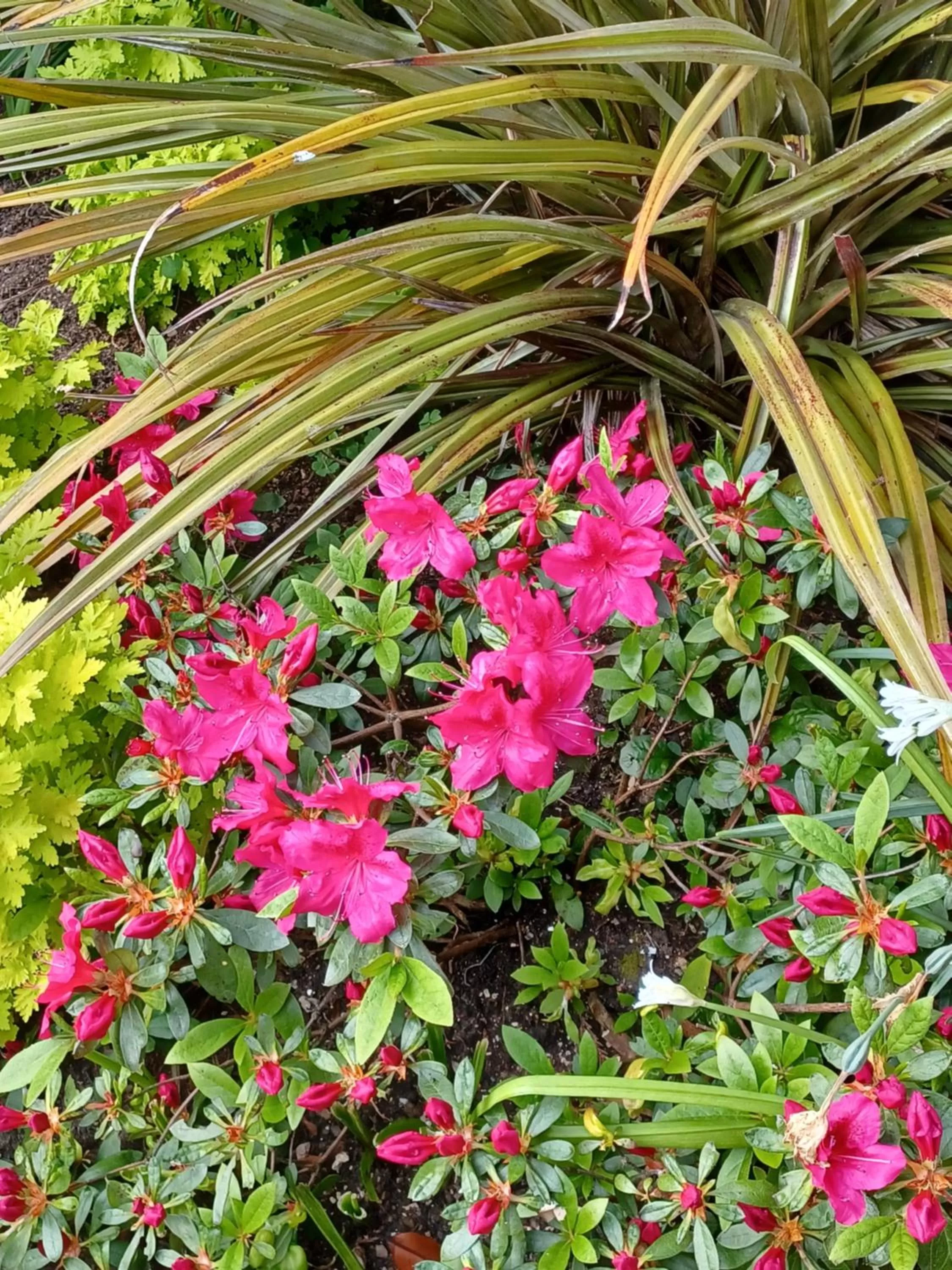 Garden in Belle Dene Guest House
