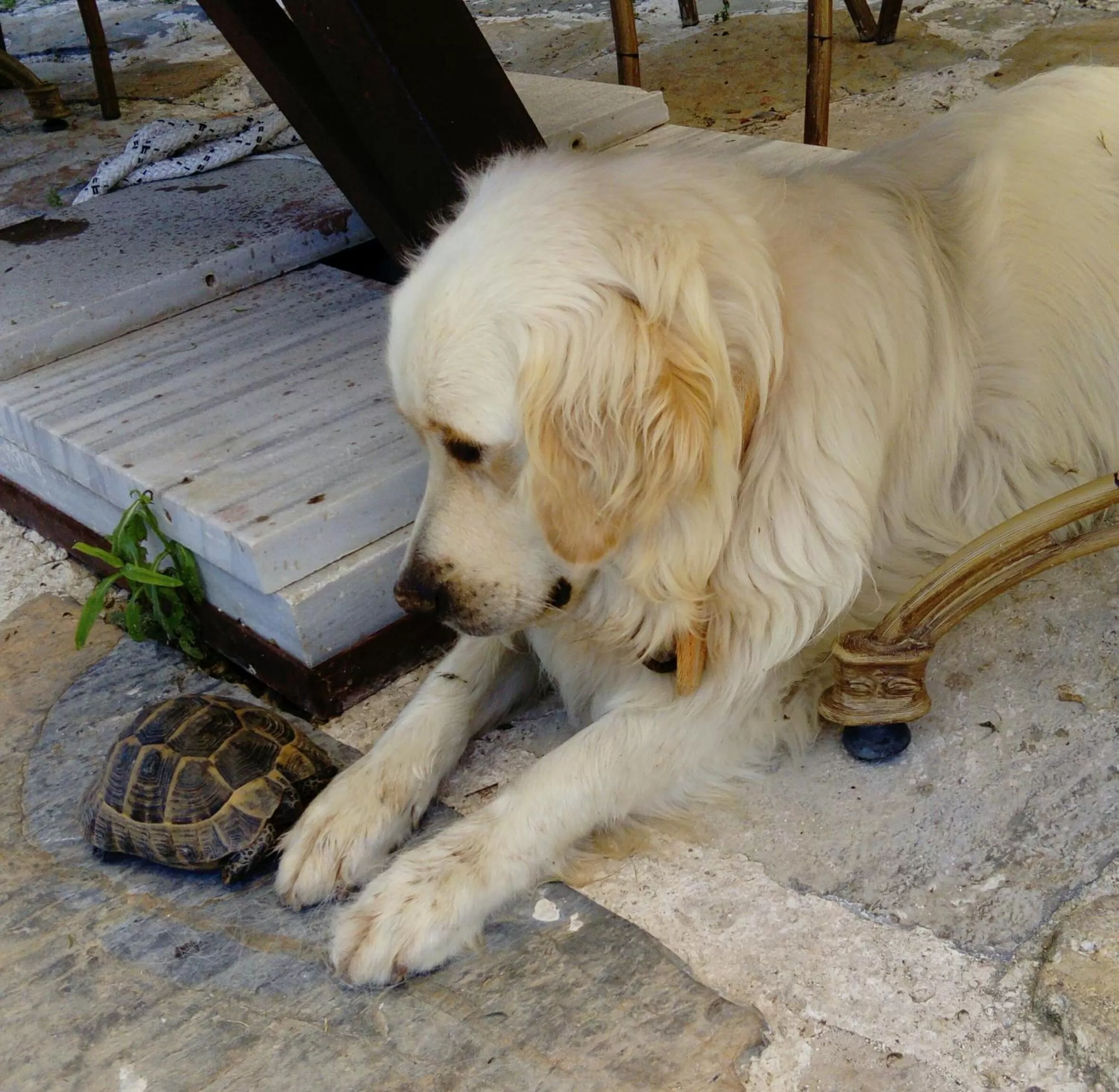 Animals, Pets in Dolina Hotel