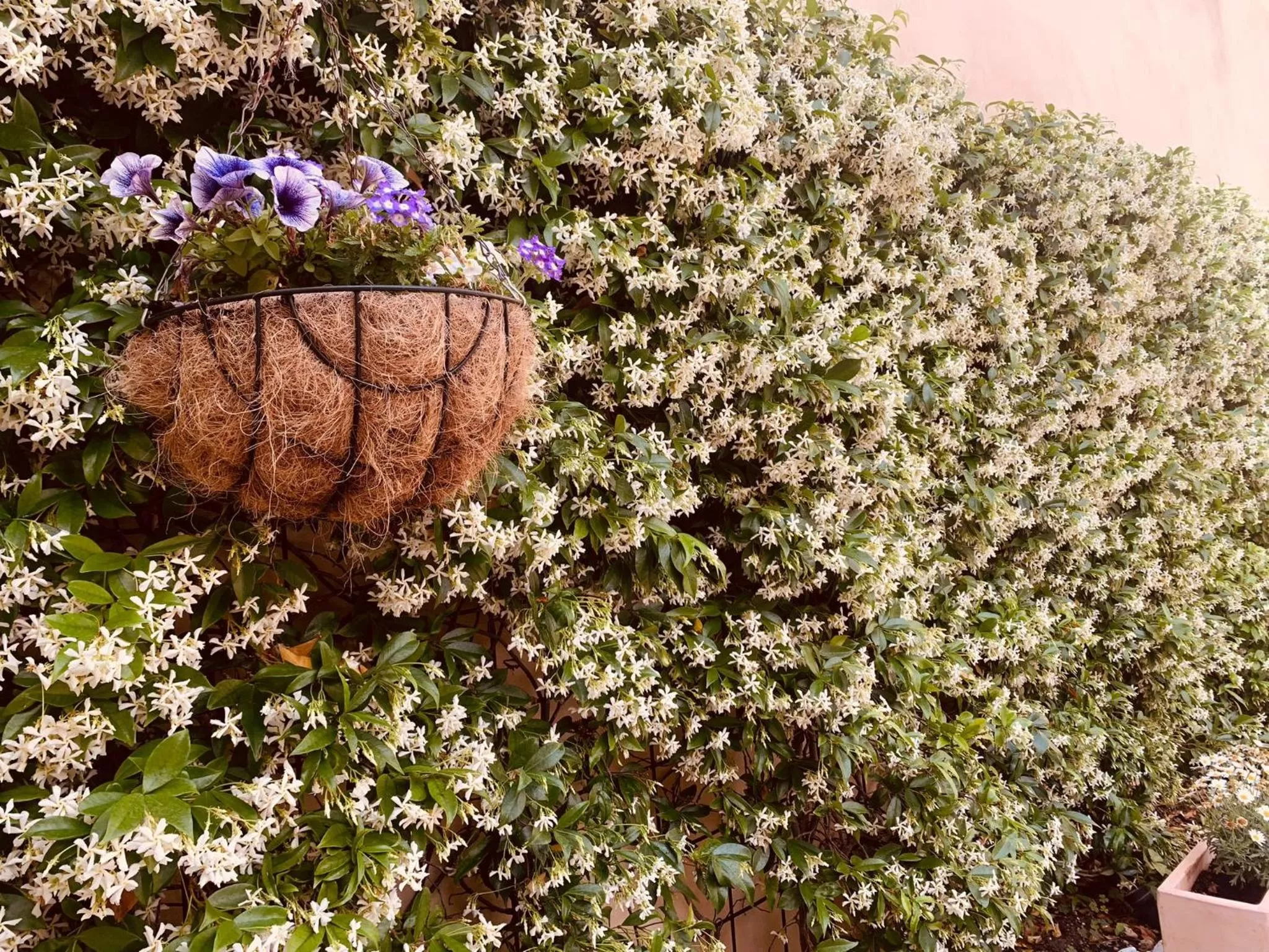 Garden in Atrium Suites Mallorca