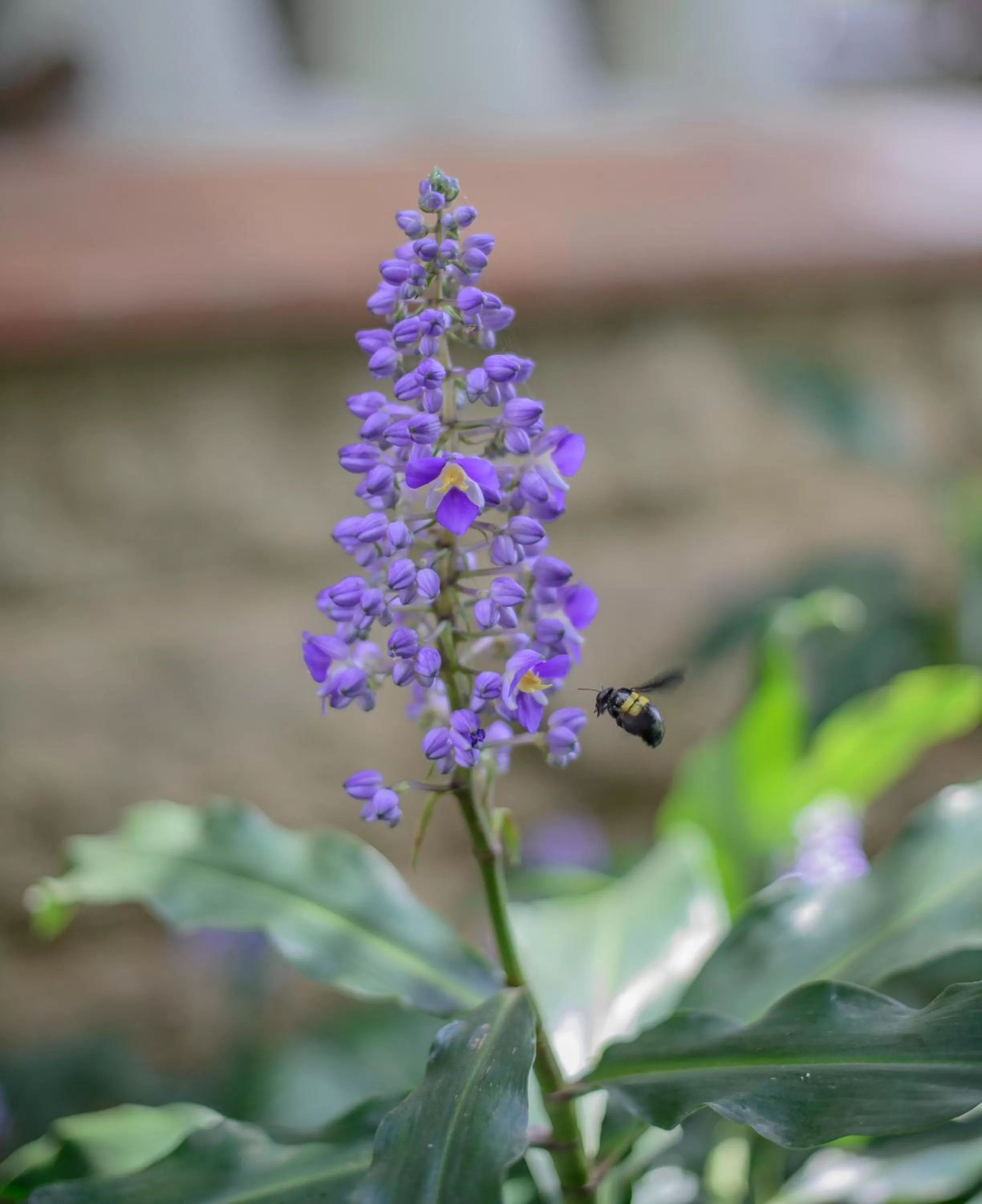 Garden in Torburnlea Homestead Luxury Accommodation
