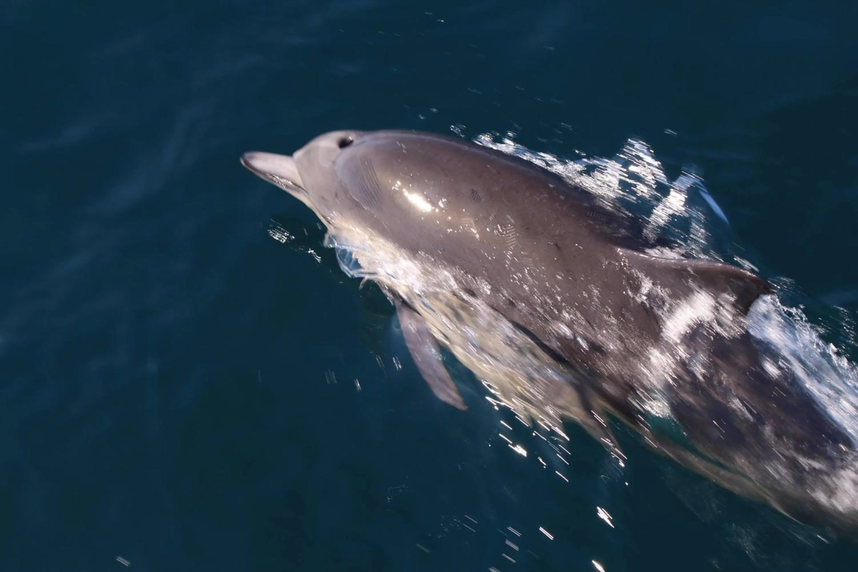 Animals in Emerald Dolphin Inn & Mini Golf