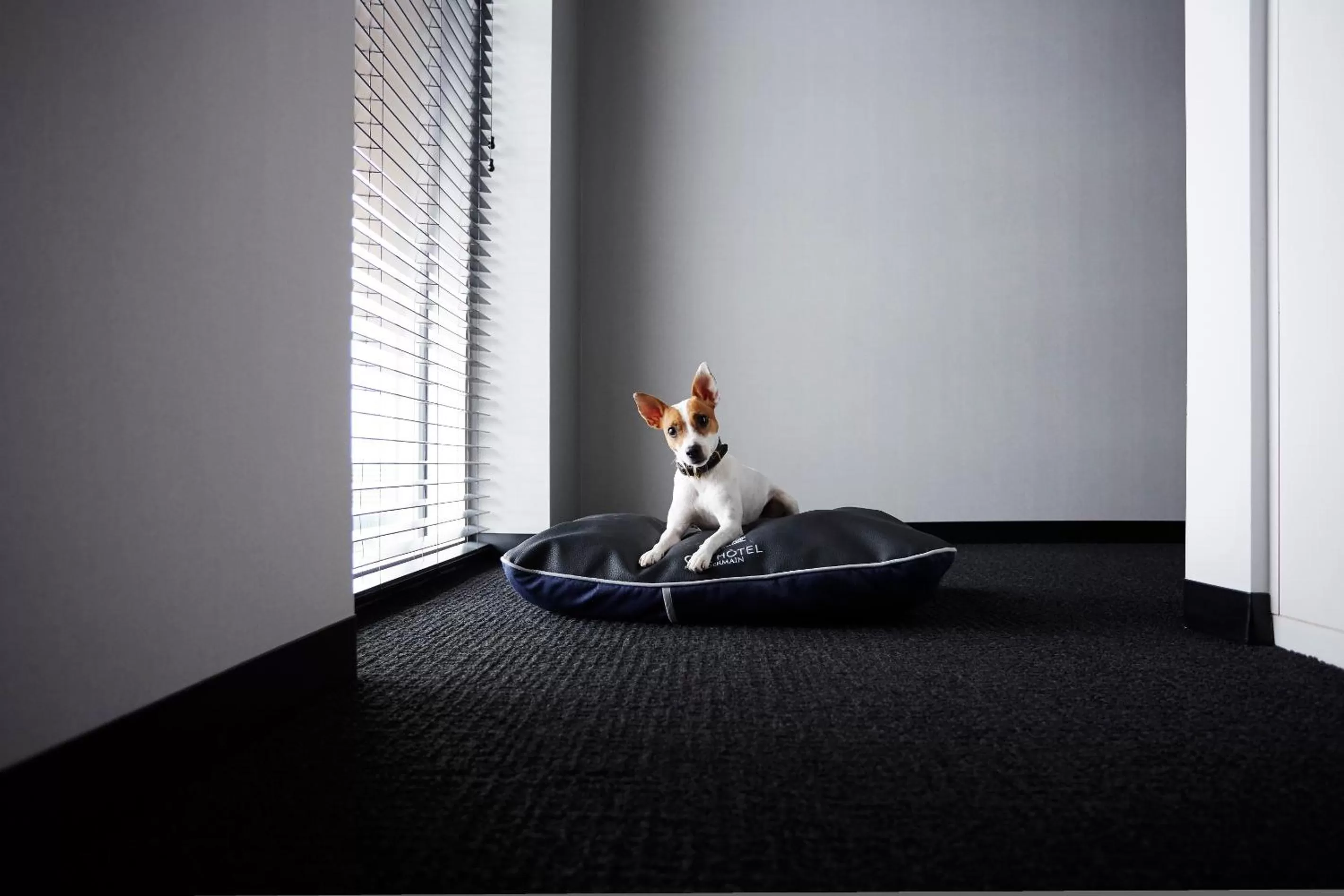 Pets in Alt Hotel Winnipeg