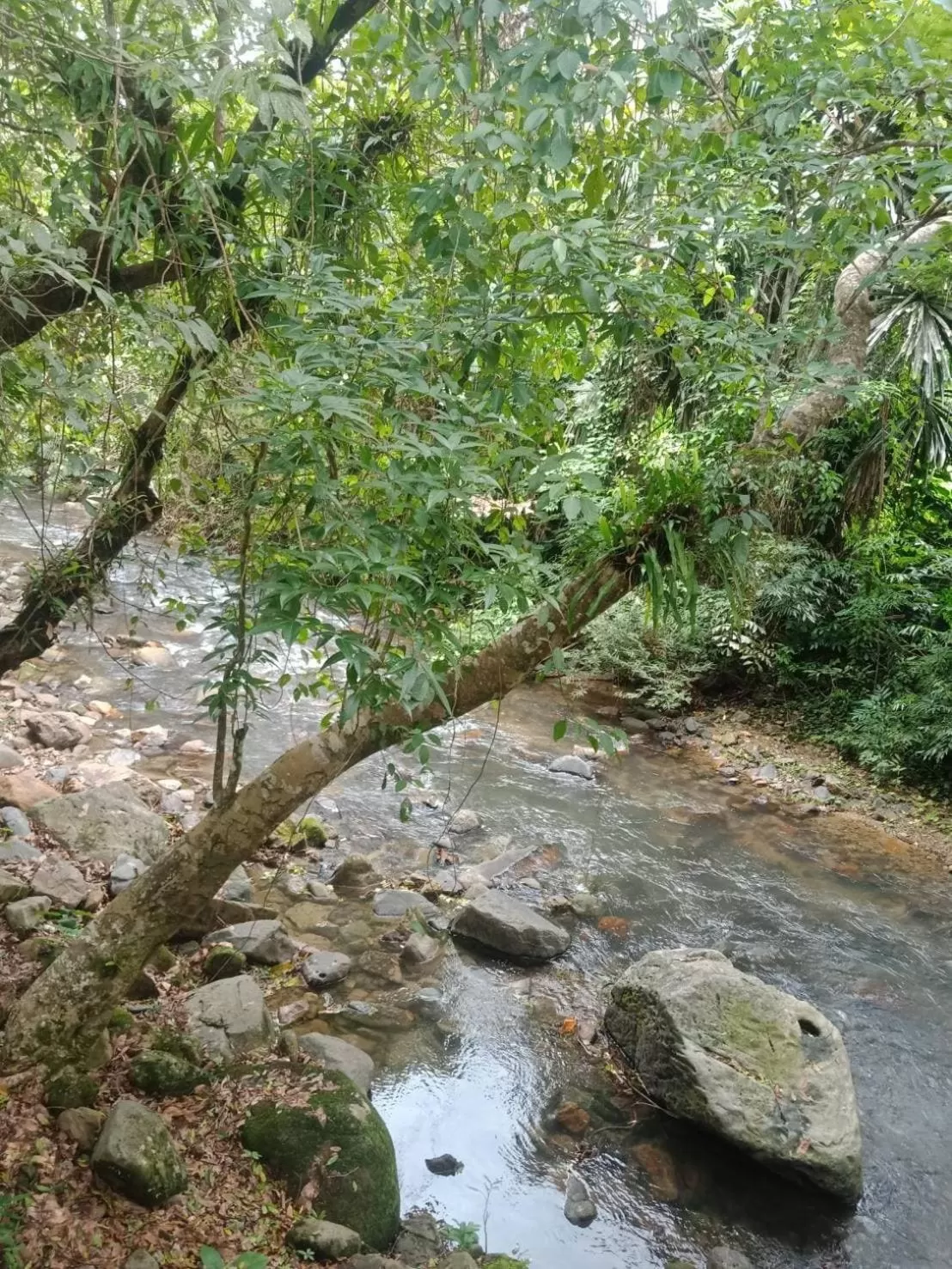 Tree Tops River Huts