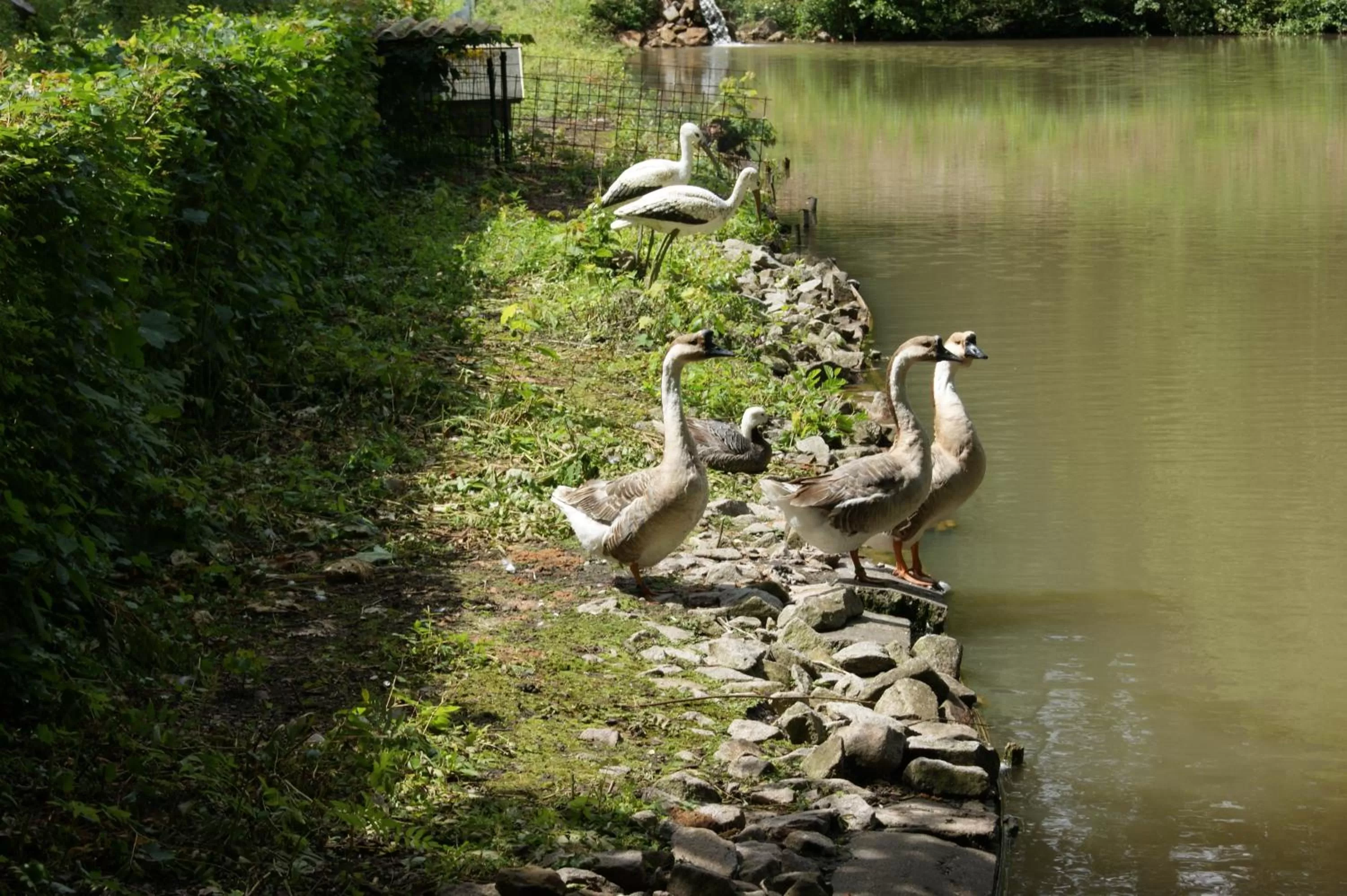 Animals in Hotel Restaurant Muckensee
