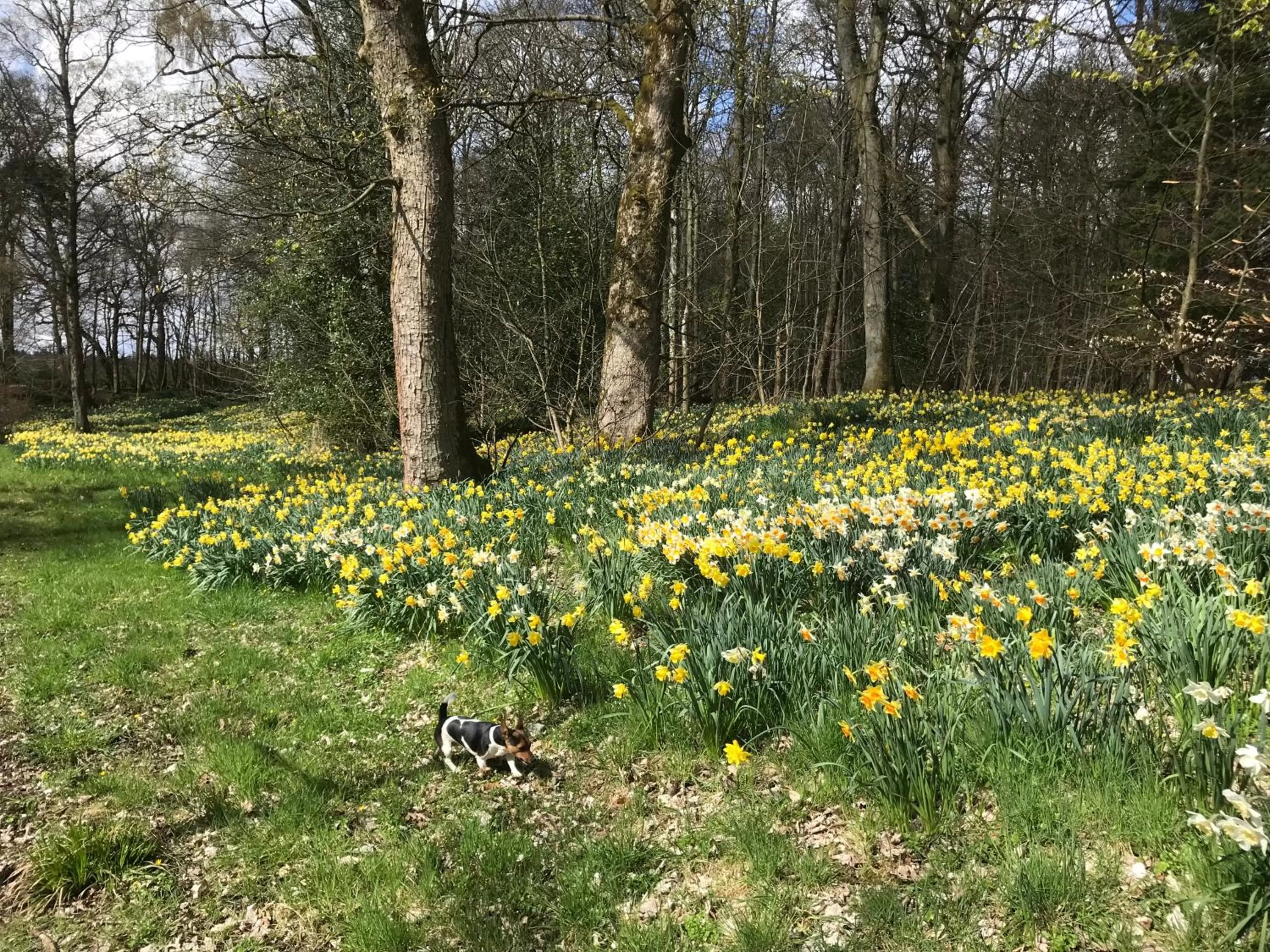 Garden in West Plean House