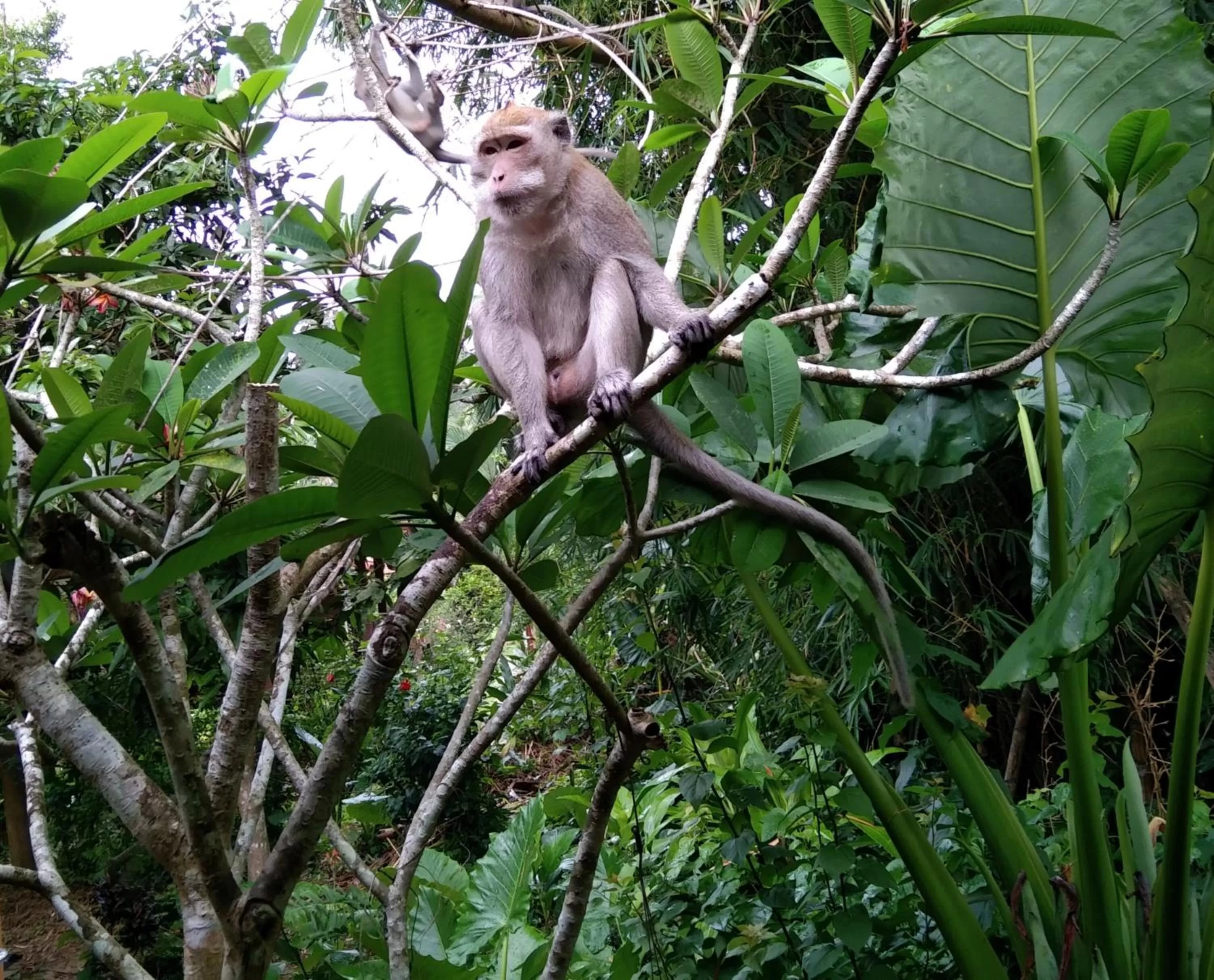 Animals in Khao Sok River & Jungle Resort