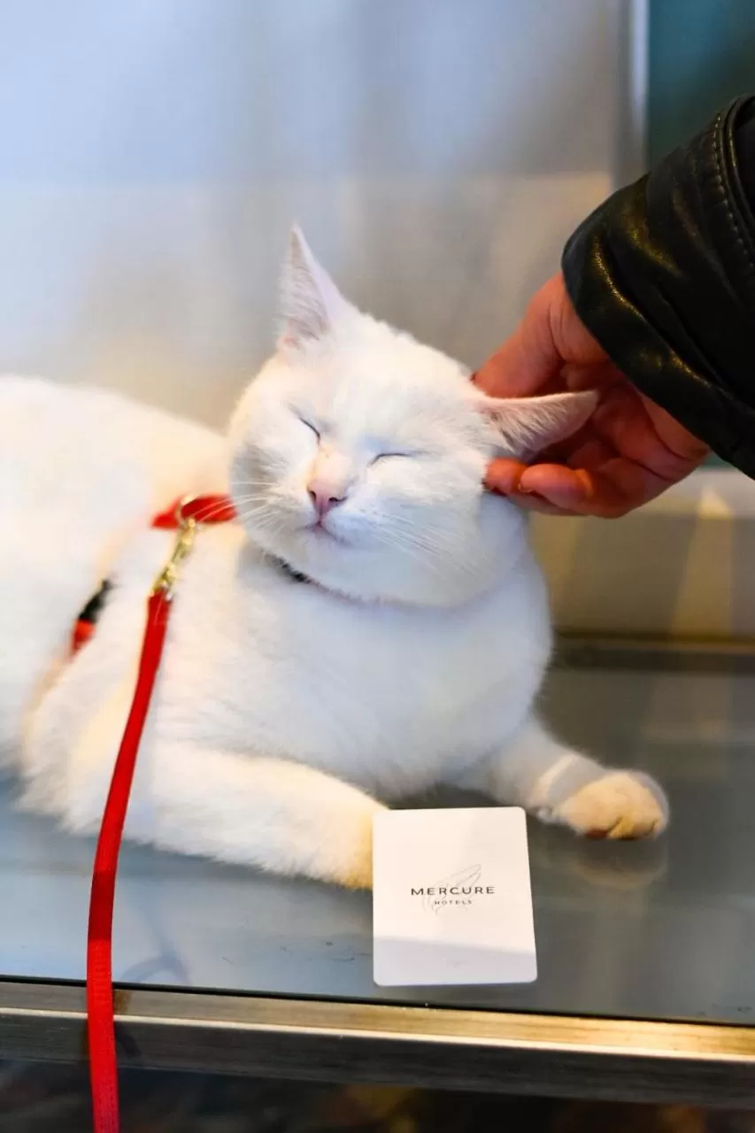 Pets in MERCURE KLAIPEDA CITY HOTEL, Meetings, Events, Restaurant & Bar - Accor Group, Pet Stay FREE