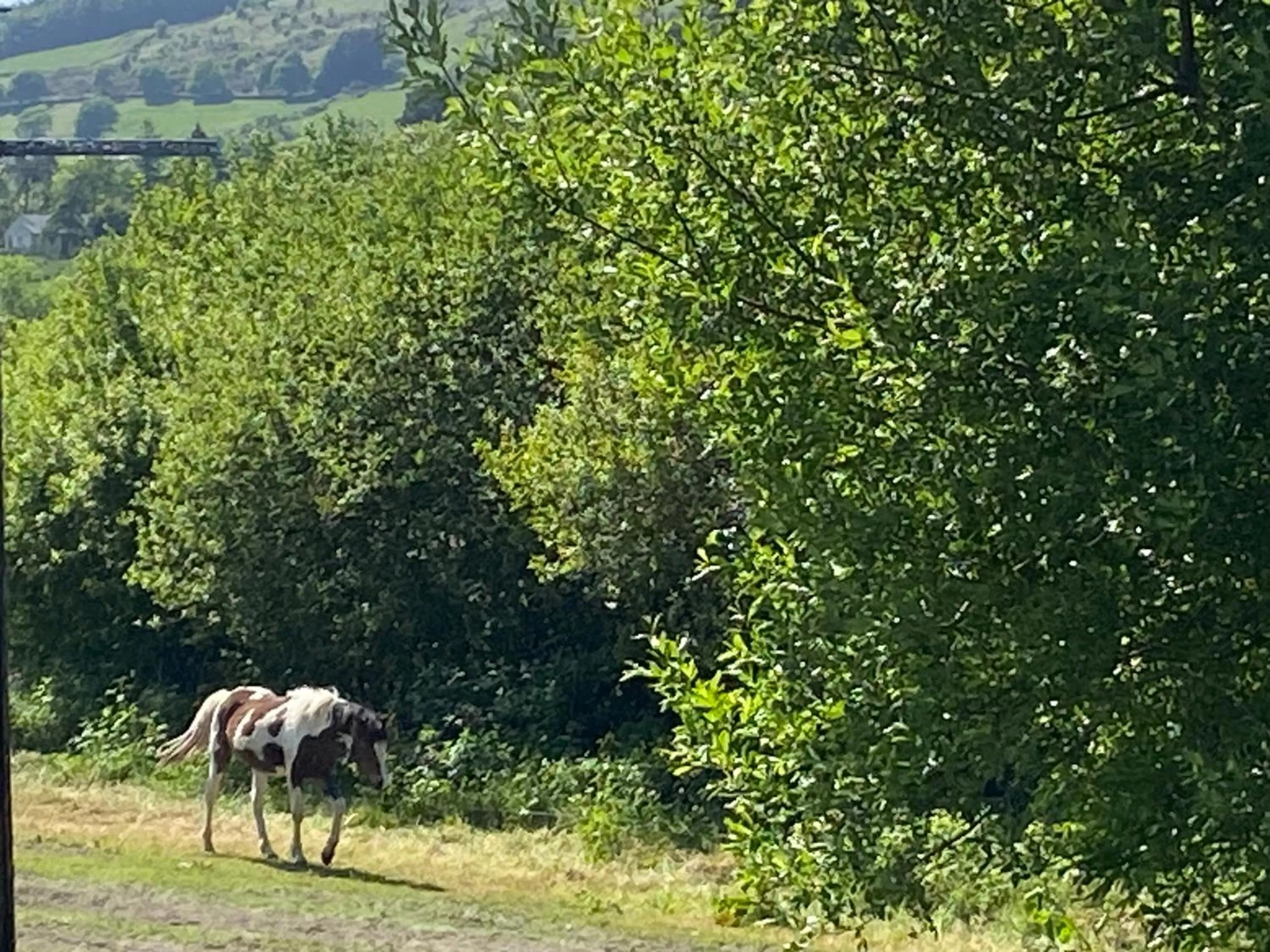 Horse-riding, Other Animals in Rostrevor Valley Holiday Park Rooms with Hot tub and car service