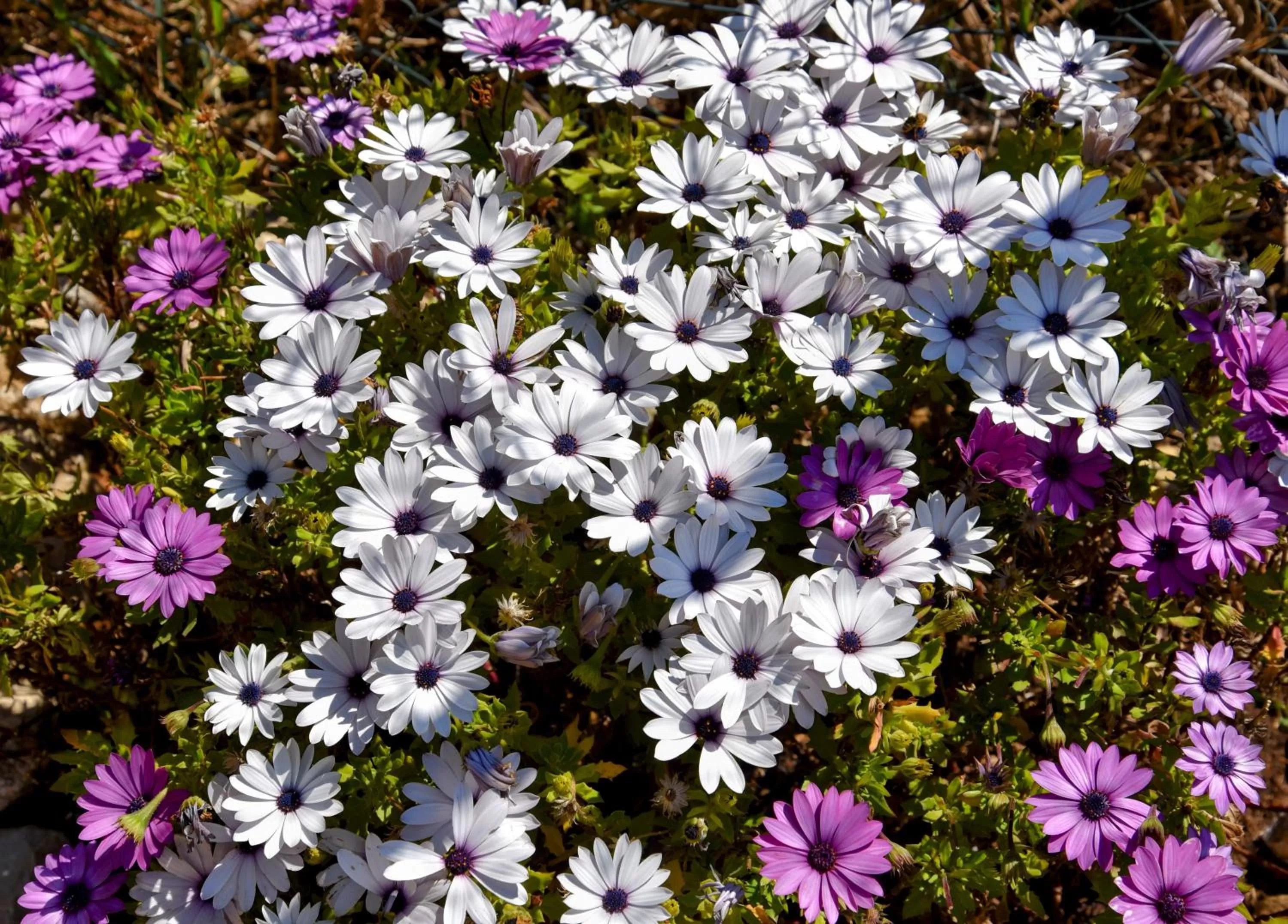 Garden in Chambre d'hôtes Cottes