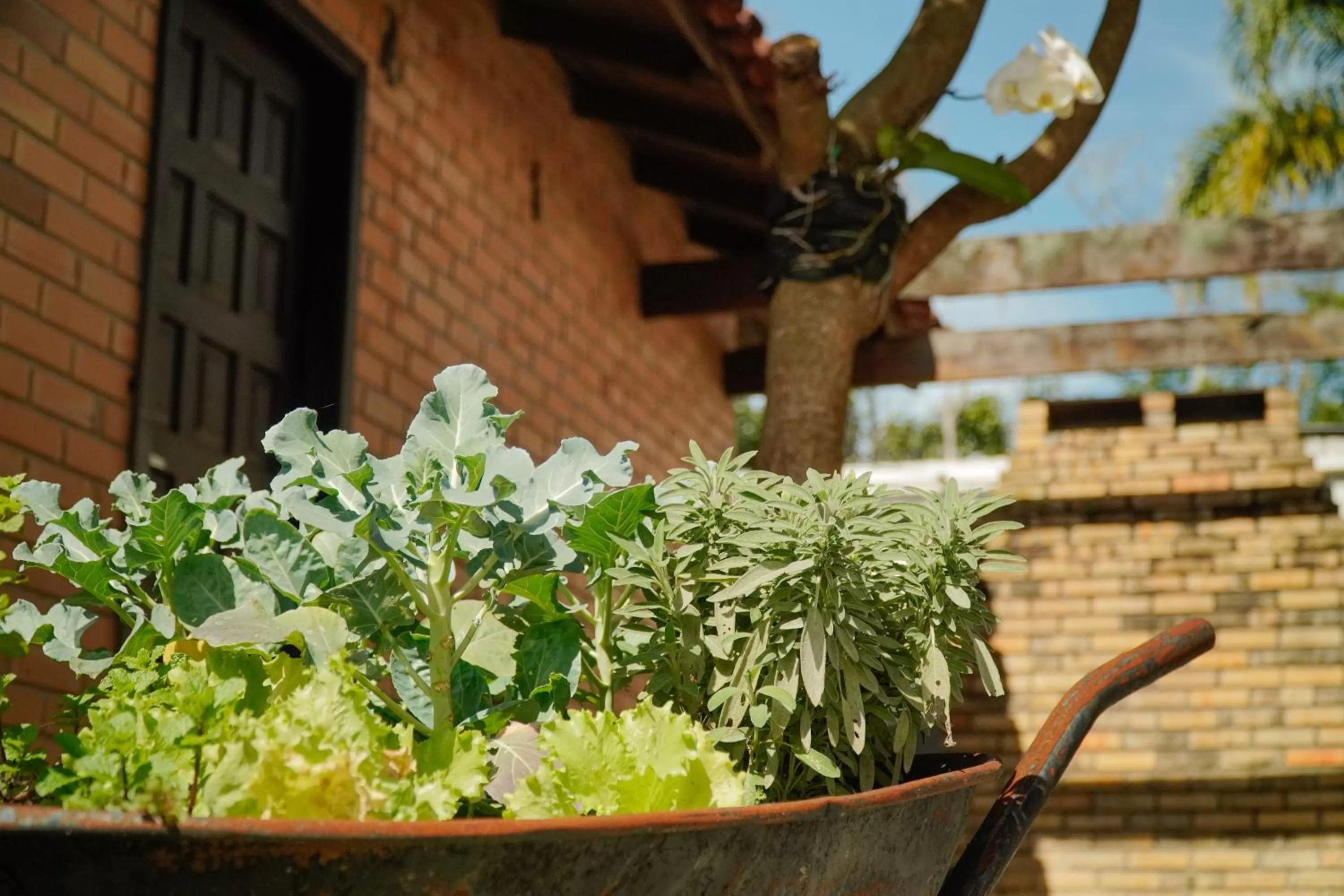 Garden in Pousada Dunasol Floripa