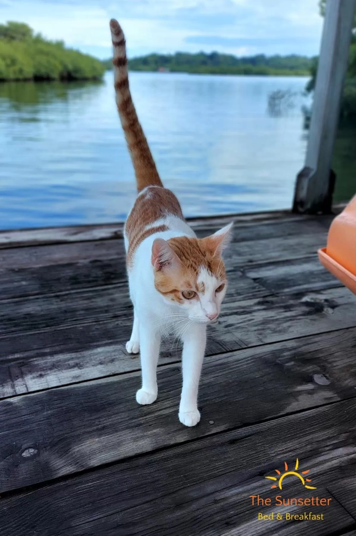 Pets in The Sunsetter Bed & Breakfast