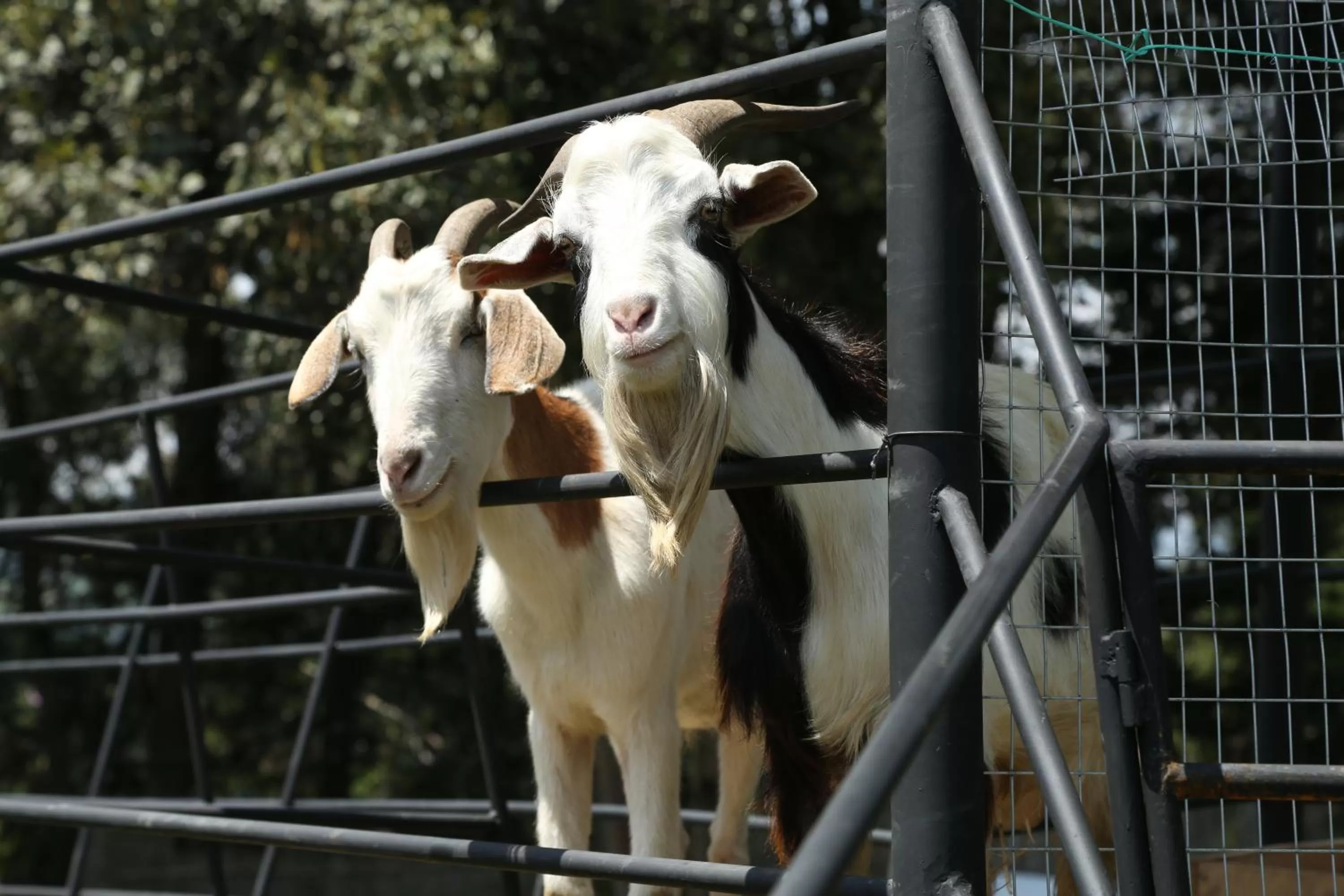 Hosteria Papagayo Cotopaxi