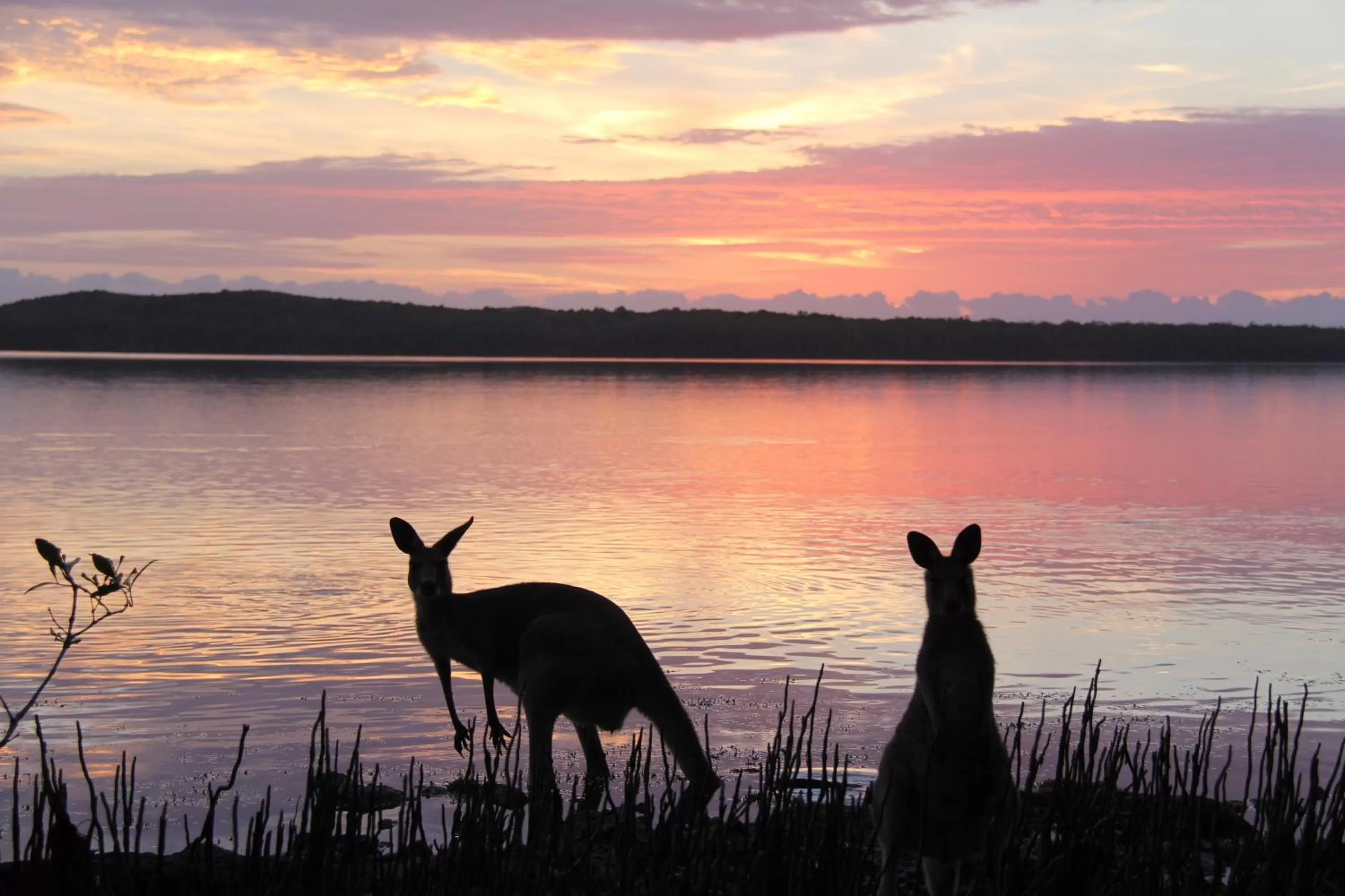 Animals in Eumarella Shores Noosa Lake Retreat