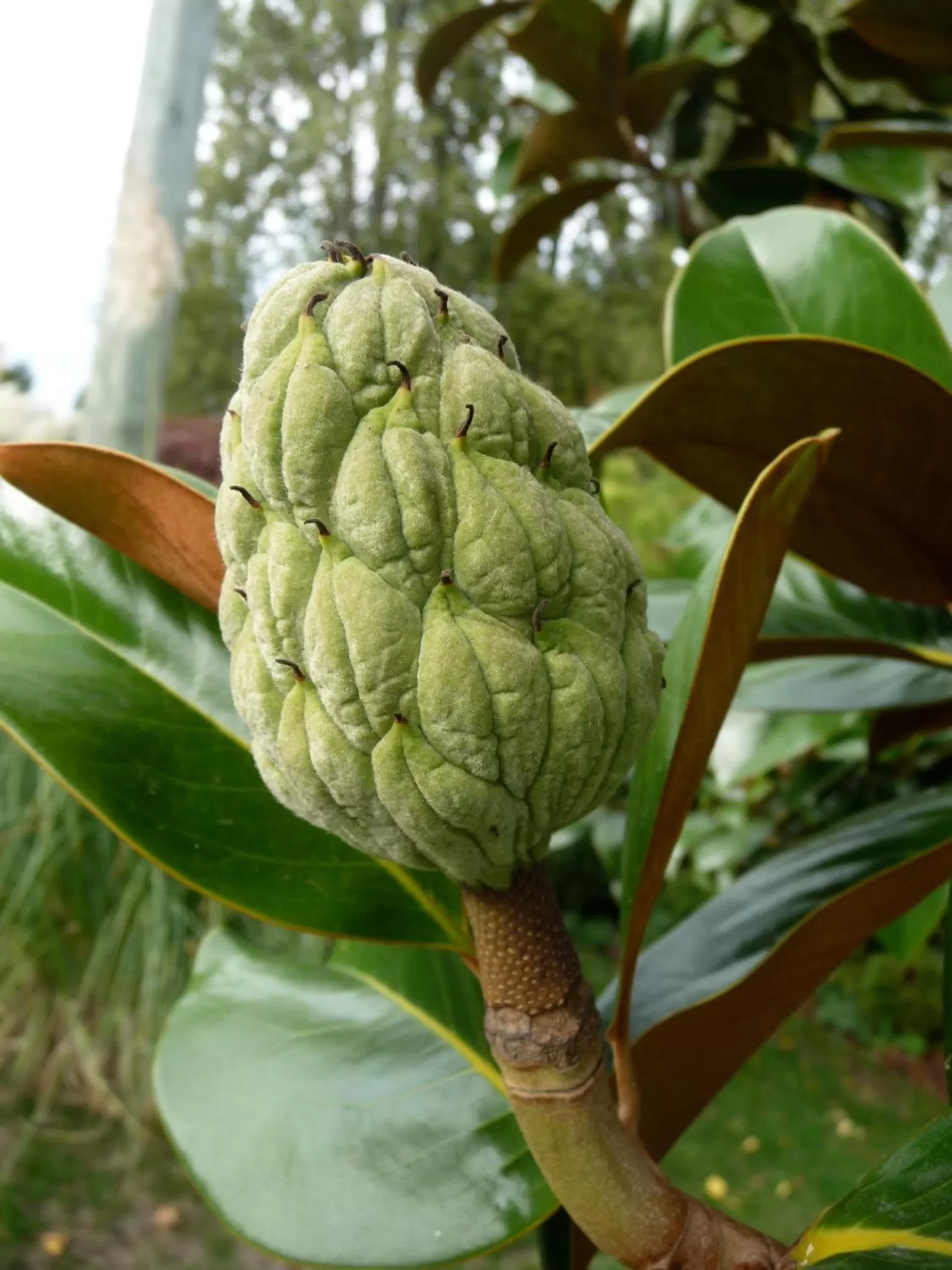 Garden in Magnolia Petal