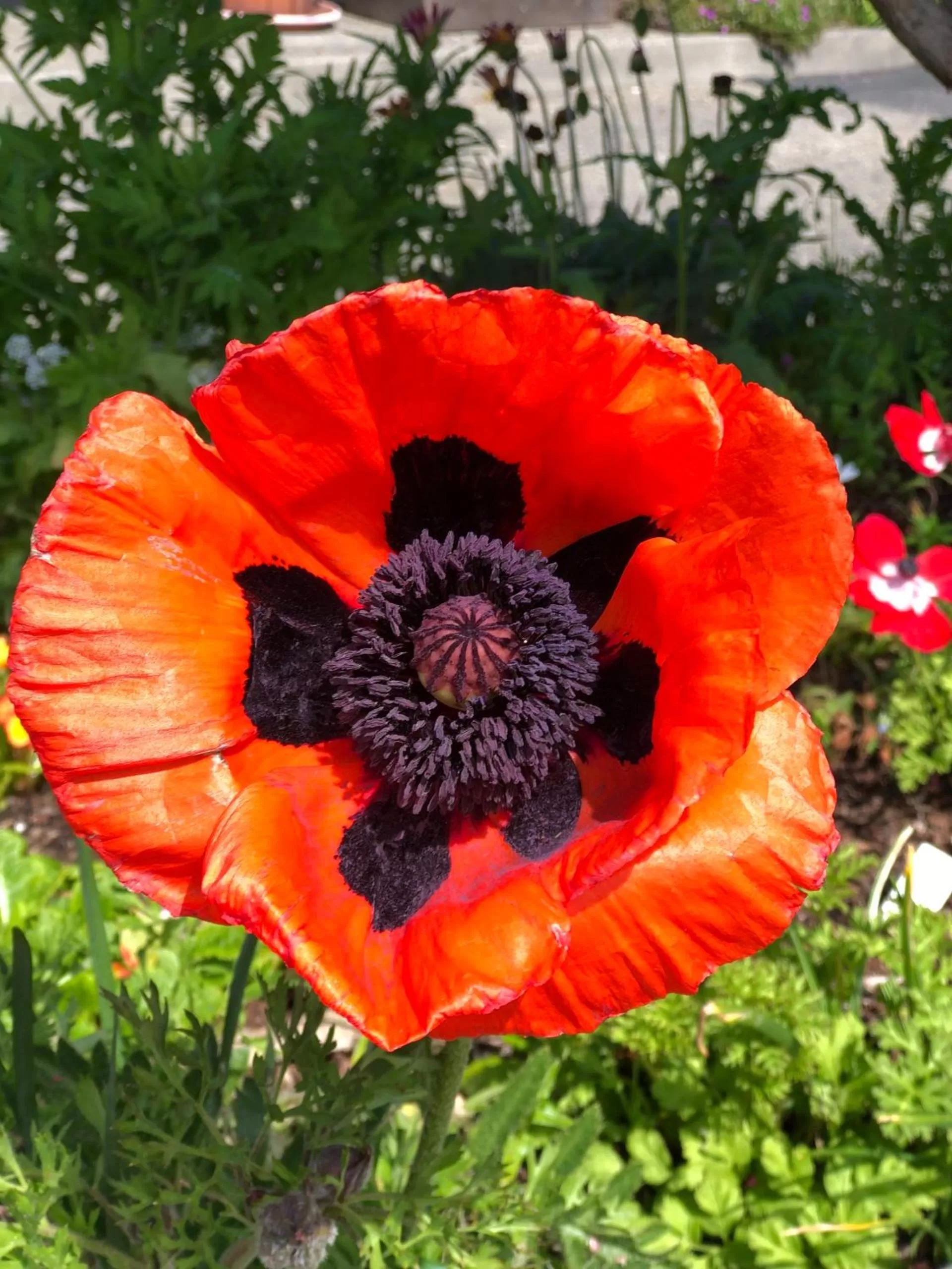 Spring in The Inn at the Tides