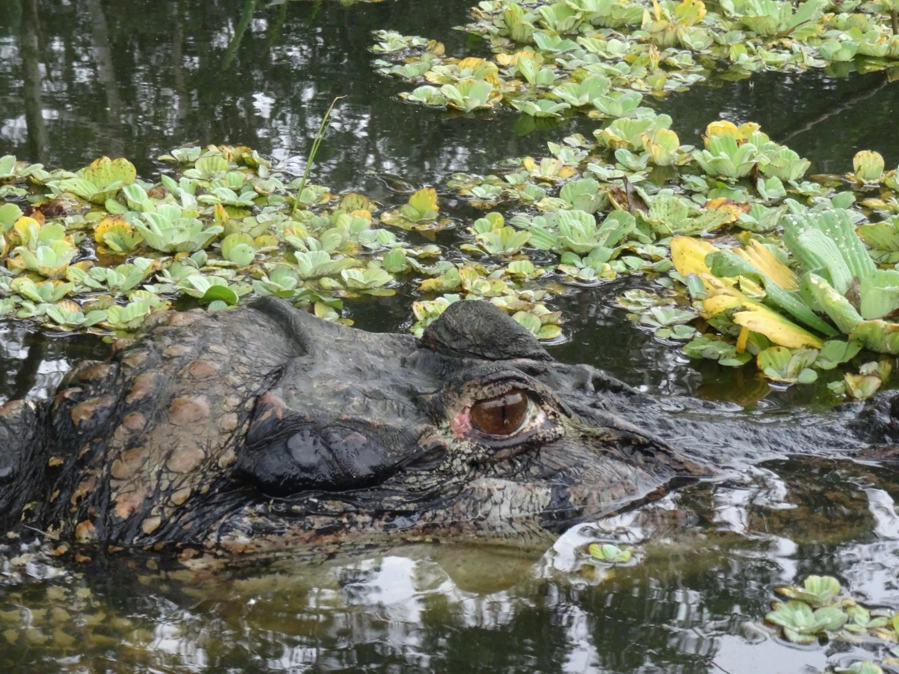 Animals in Hostal Limoncocha