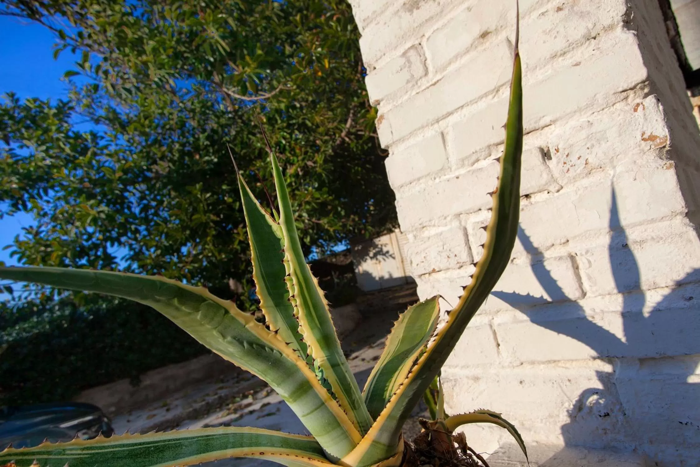 Garden in Villino Erminia - Seaside Art b&b