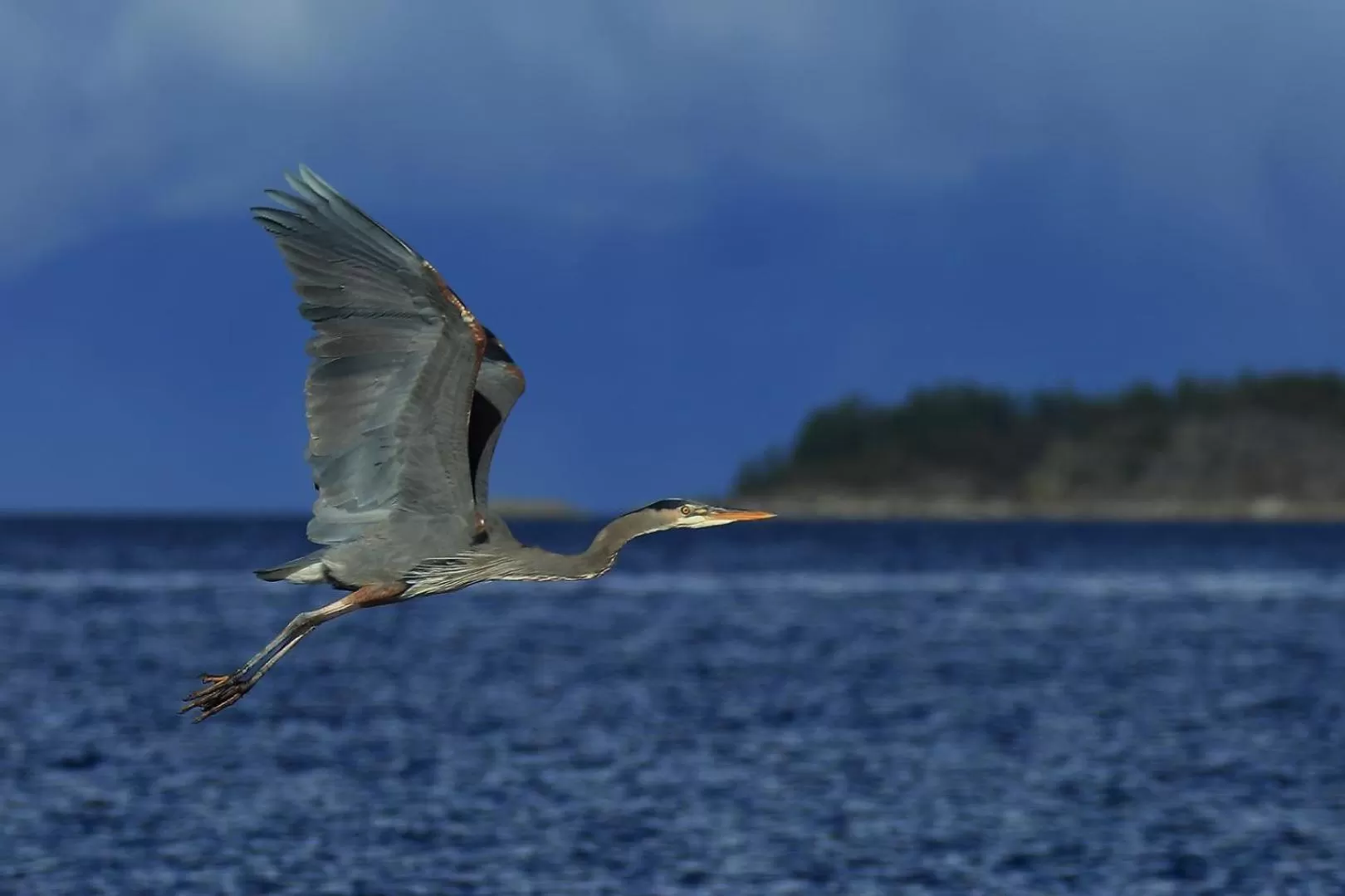 Animals in Glen Lyon Inn