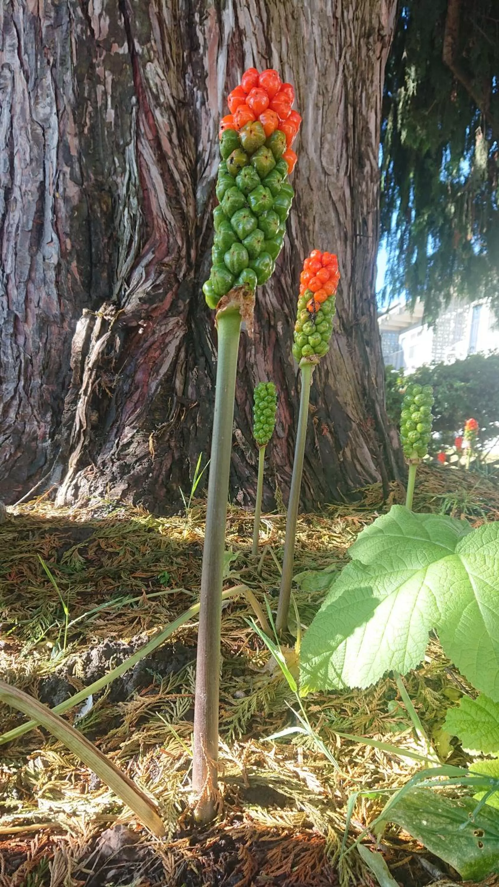 Natural landscape in Cocusa Motel