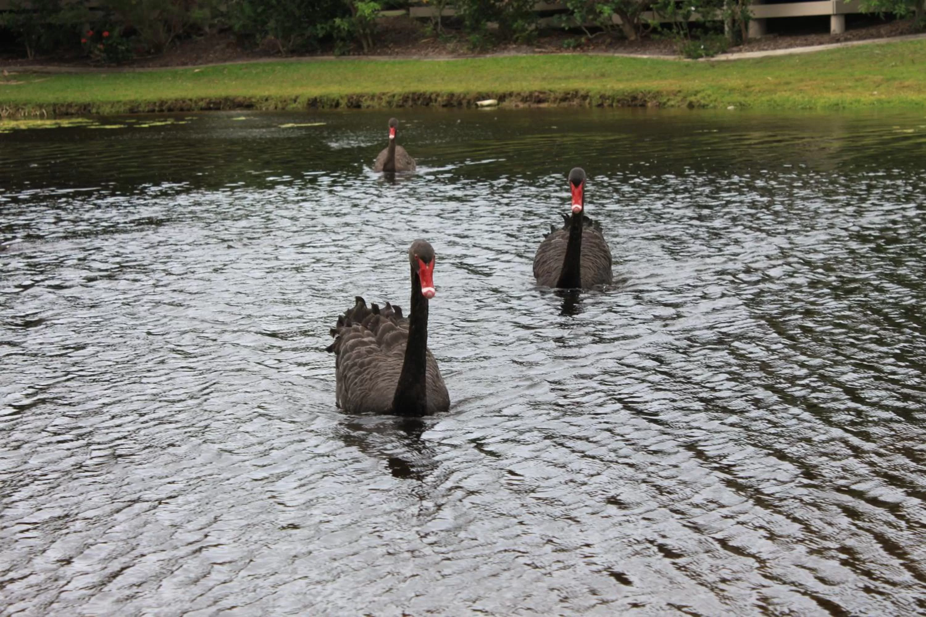 Animals in Sanctuary Lakes Fauna Retreat