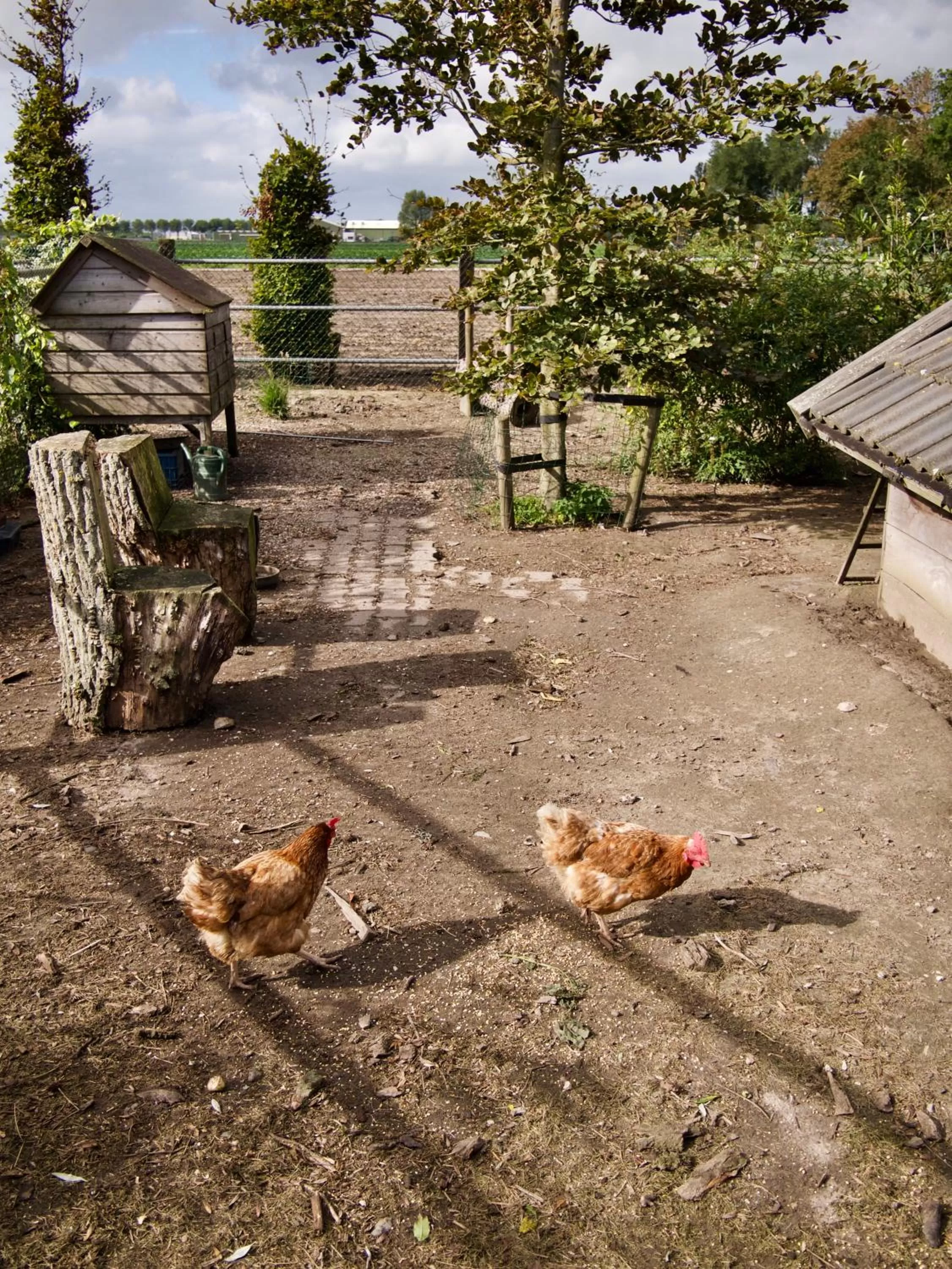 Animals in B&B “Te Warskip bij BlokVis”