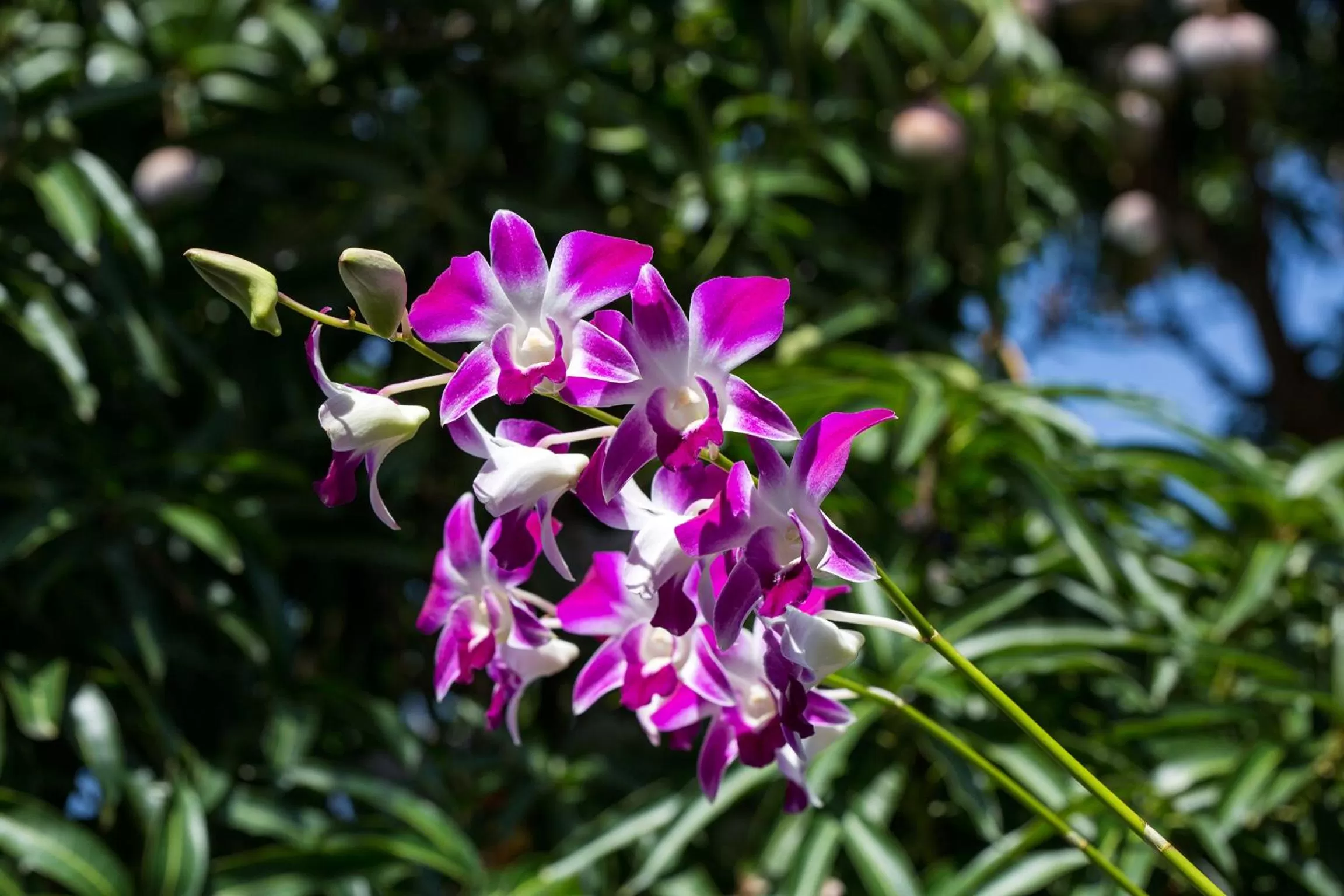 Garden in Suriya Arana
