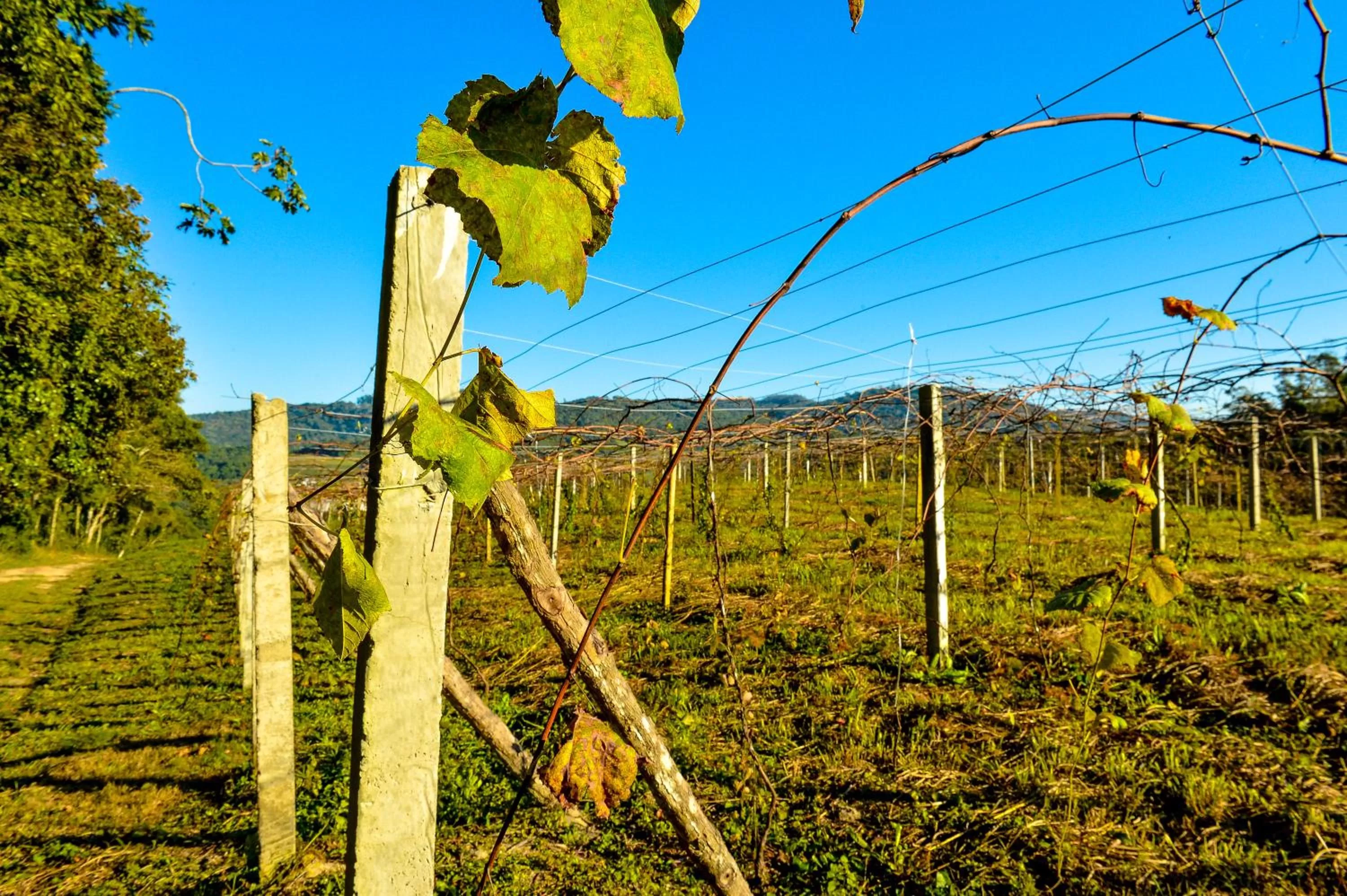Pousada Vale Dos Figos