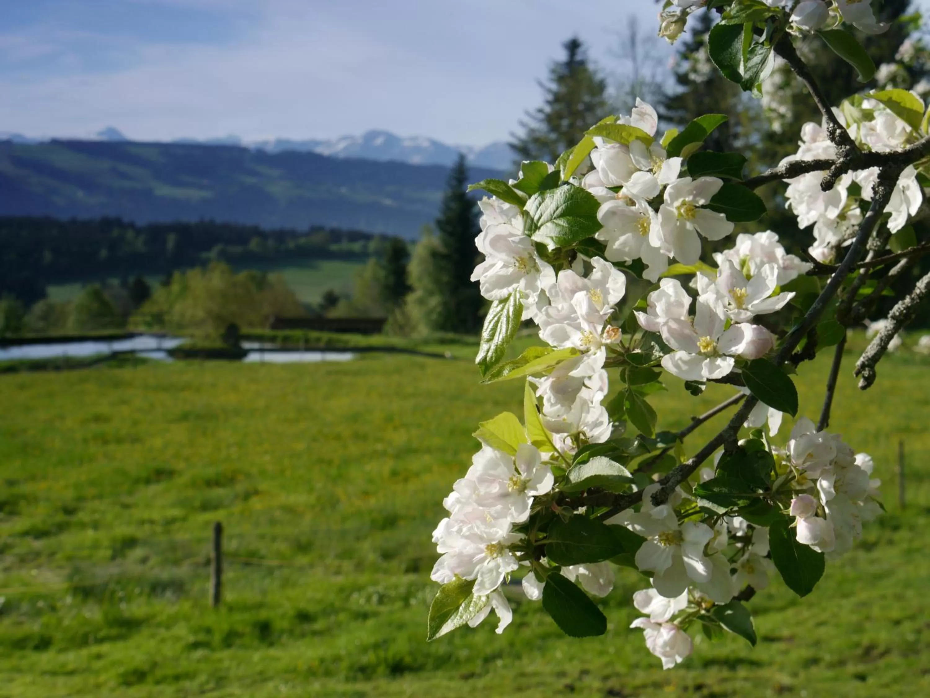 Natural landscape, Garden in Hotel Alpenrose gut schlafen & frühstücken