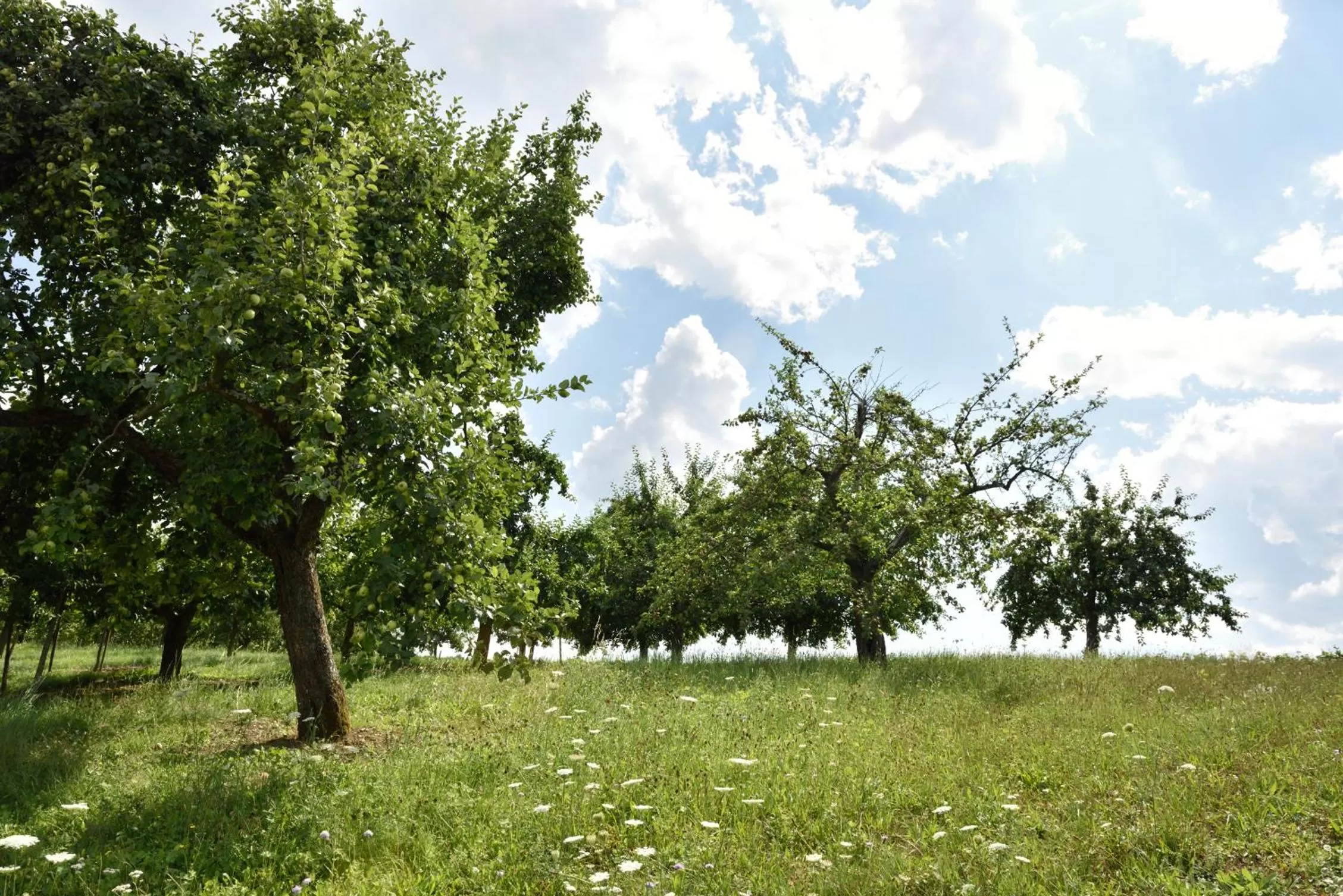 Natural landscape, Garden in Becksteiner Rebenhof