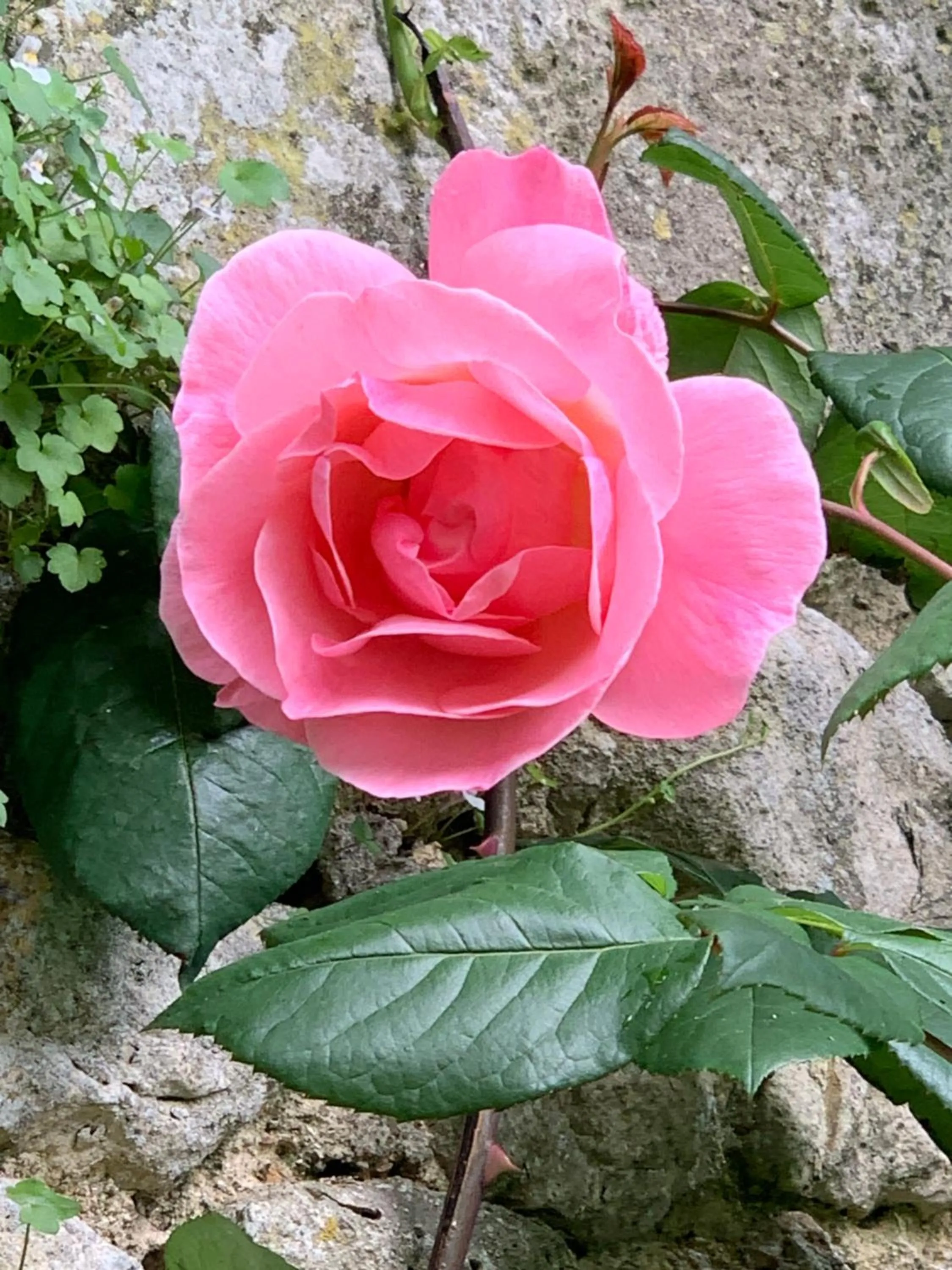 Garden in The Originals Boutique, Hôtel Roca-Fortis, Rochefort