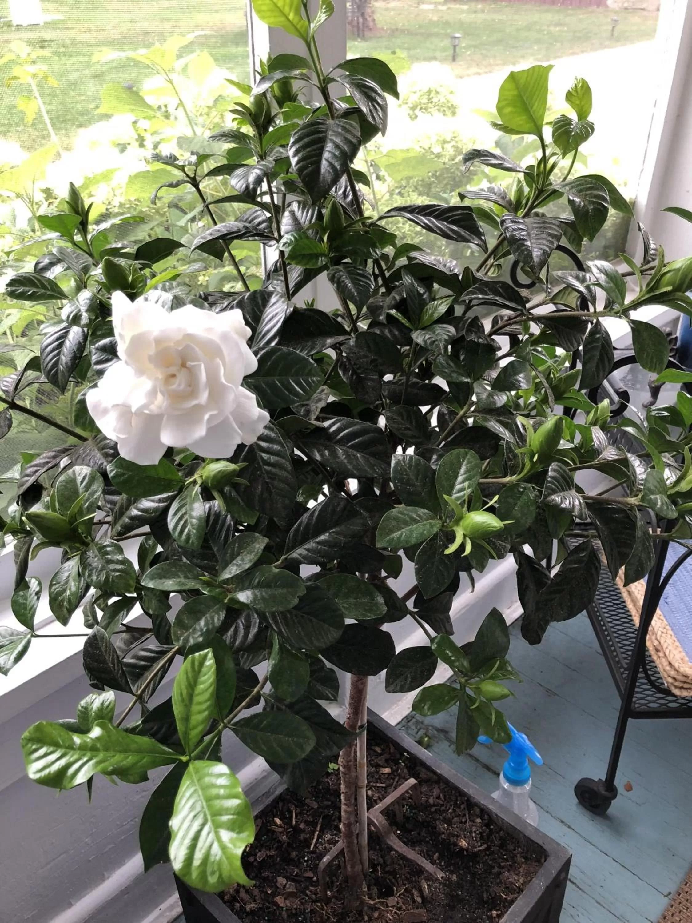 Other in Silvershell Inn