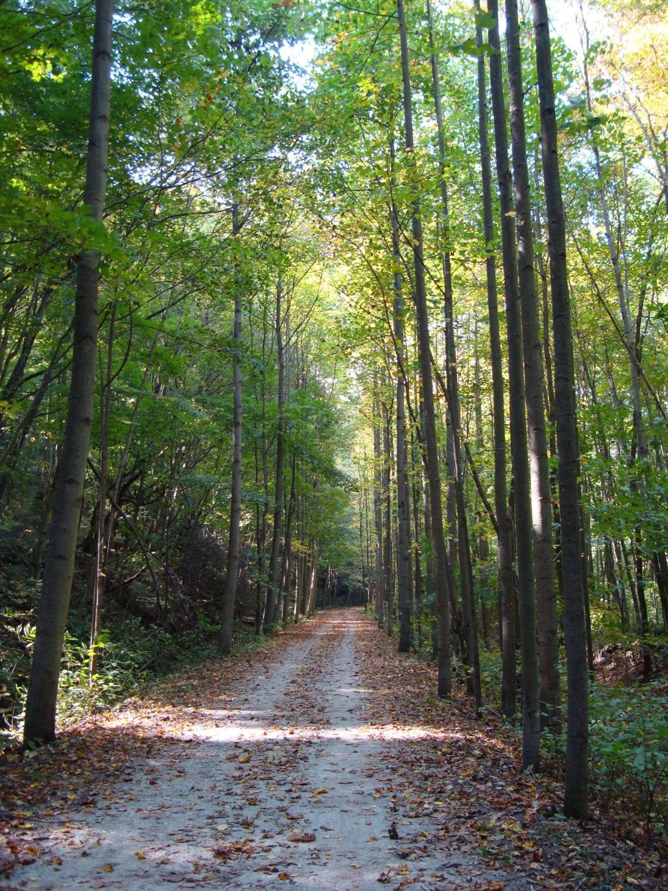 Cycling, Natural Landscape in Melody Motor Lodge