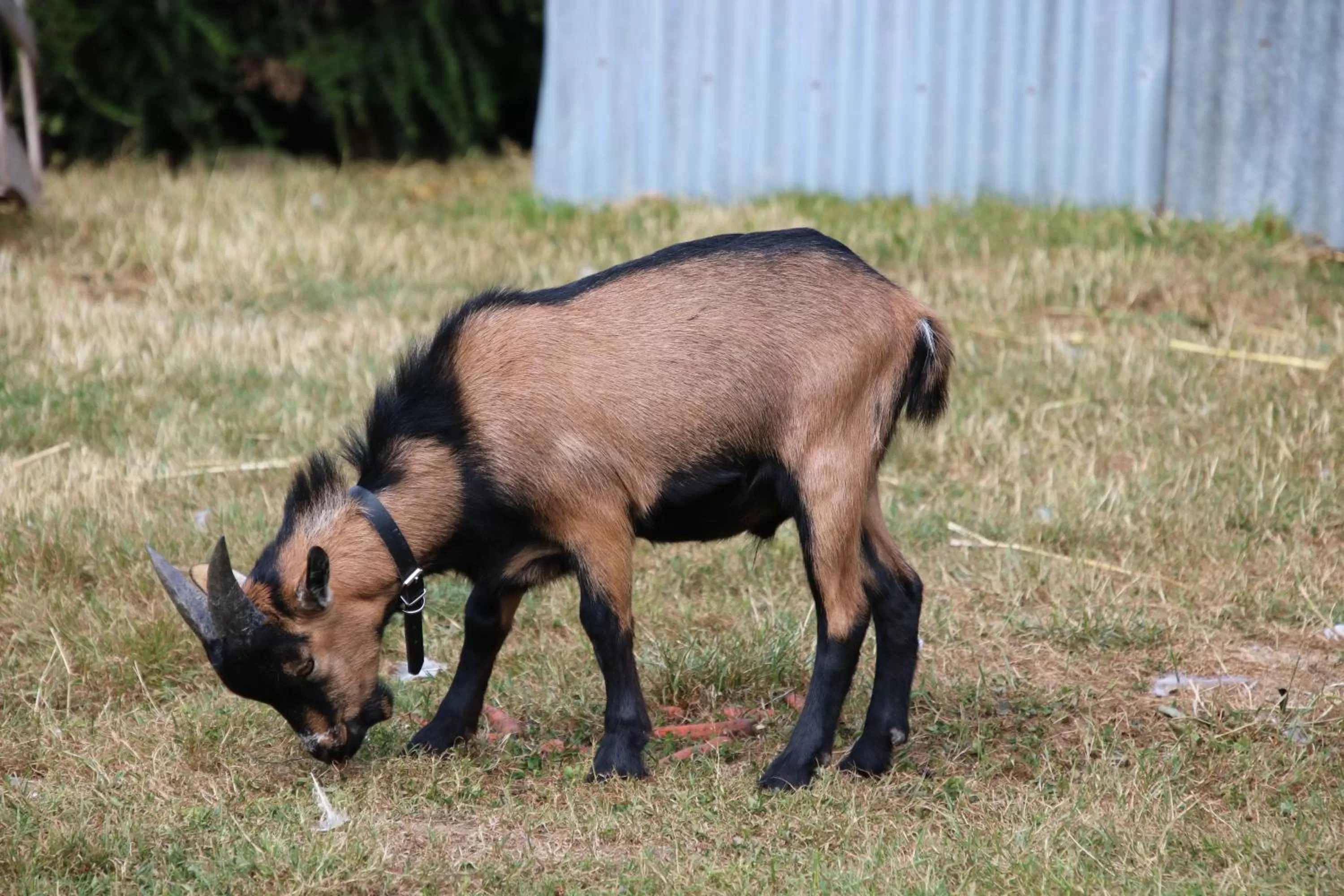 Animals, Other Animals in La Parisière