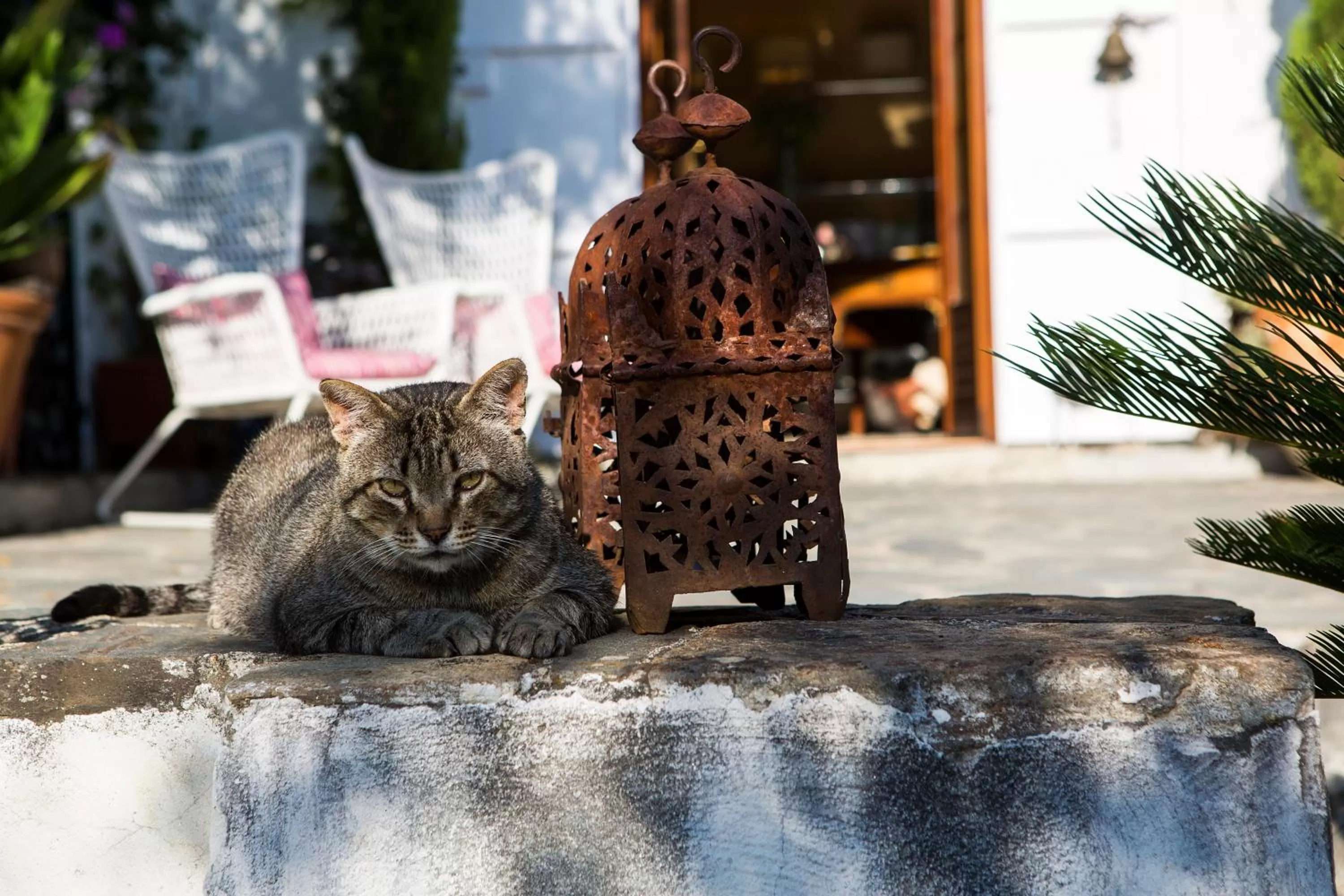 Pets in La Almunia del Valle