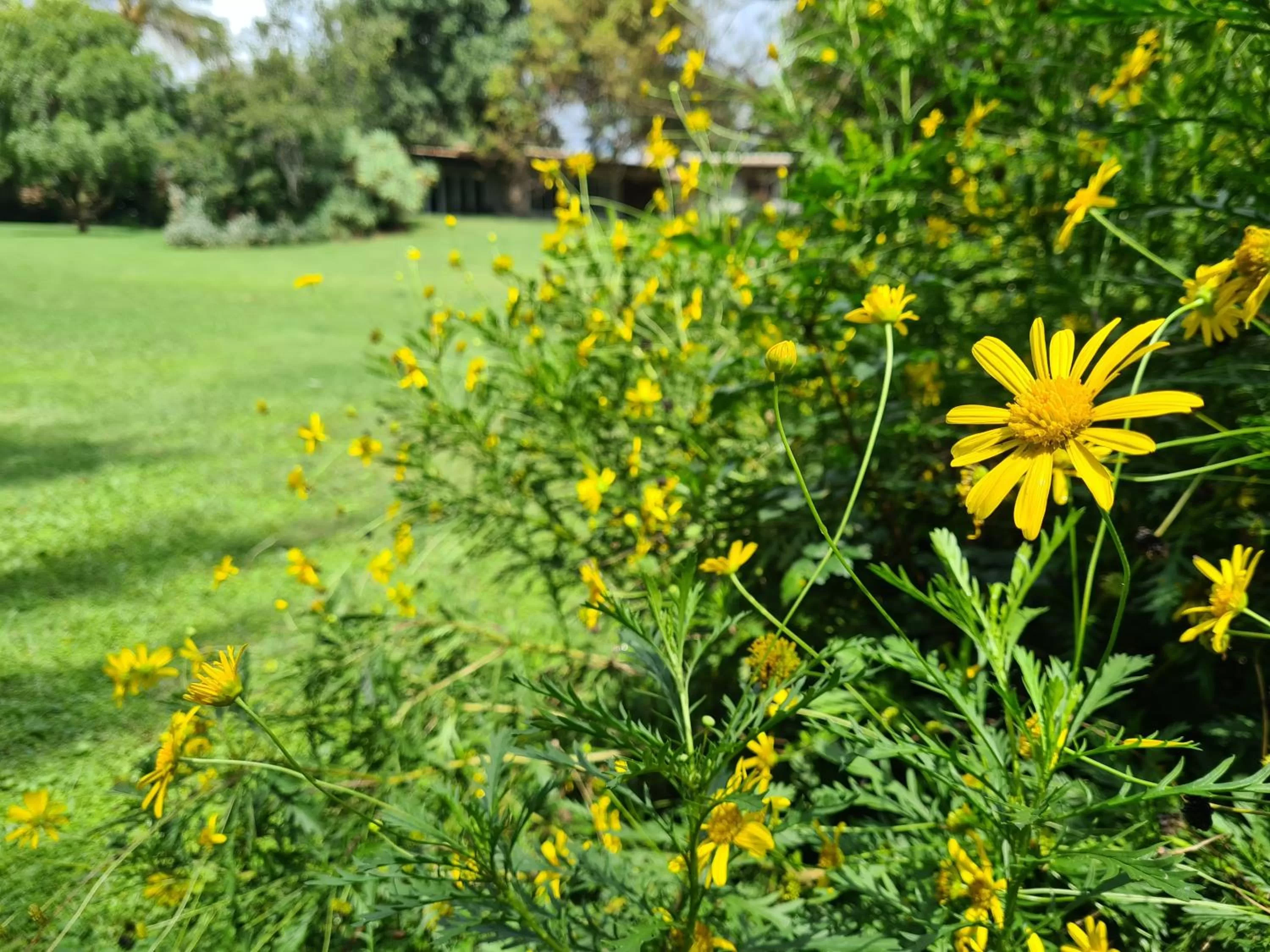 Garden in Amberhall Guesthouse