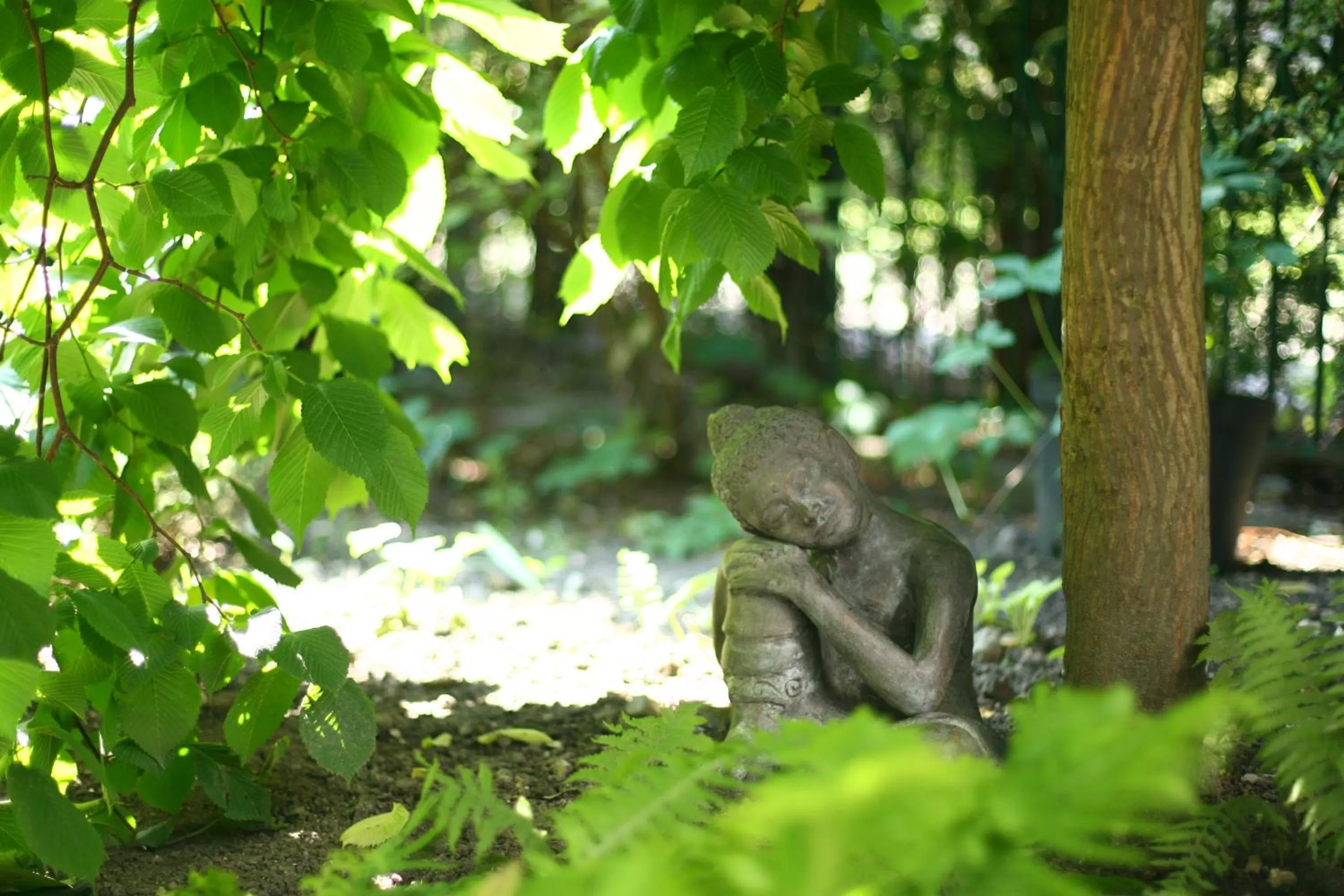 Garden, Other Animals in Miodosytnia Aparthotel